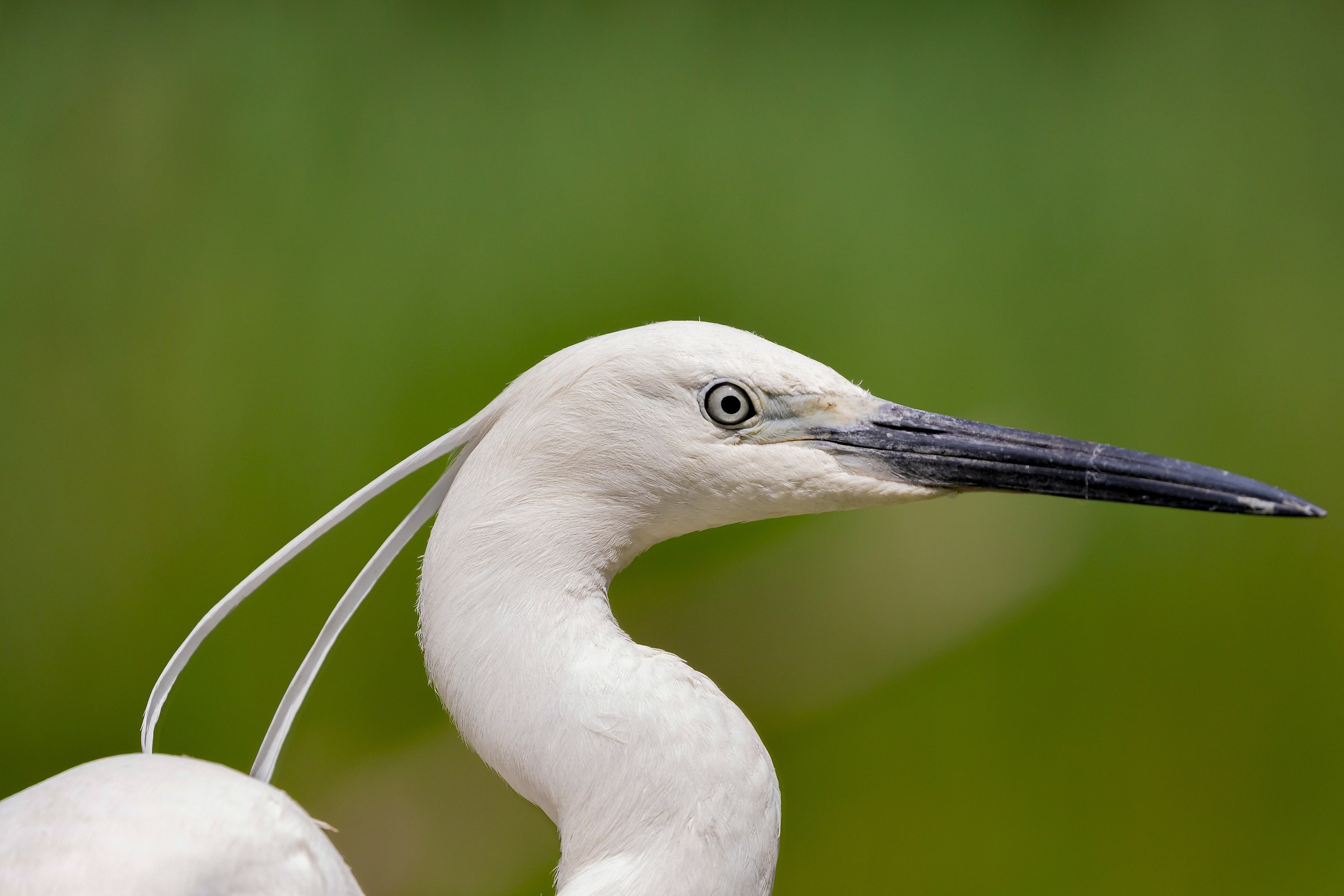 Portrait of a Egret