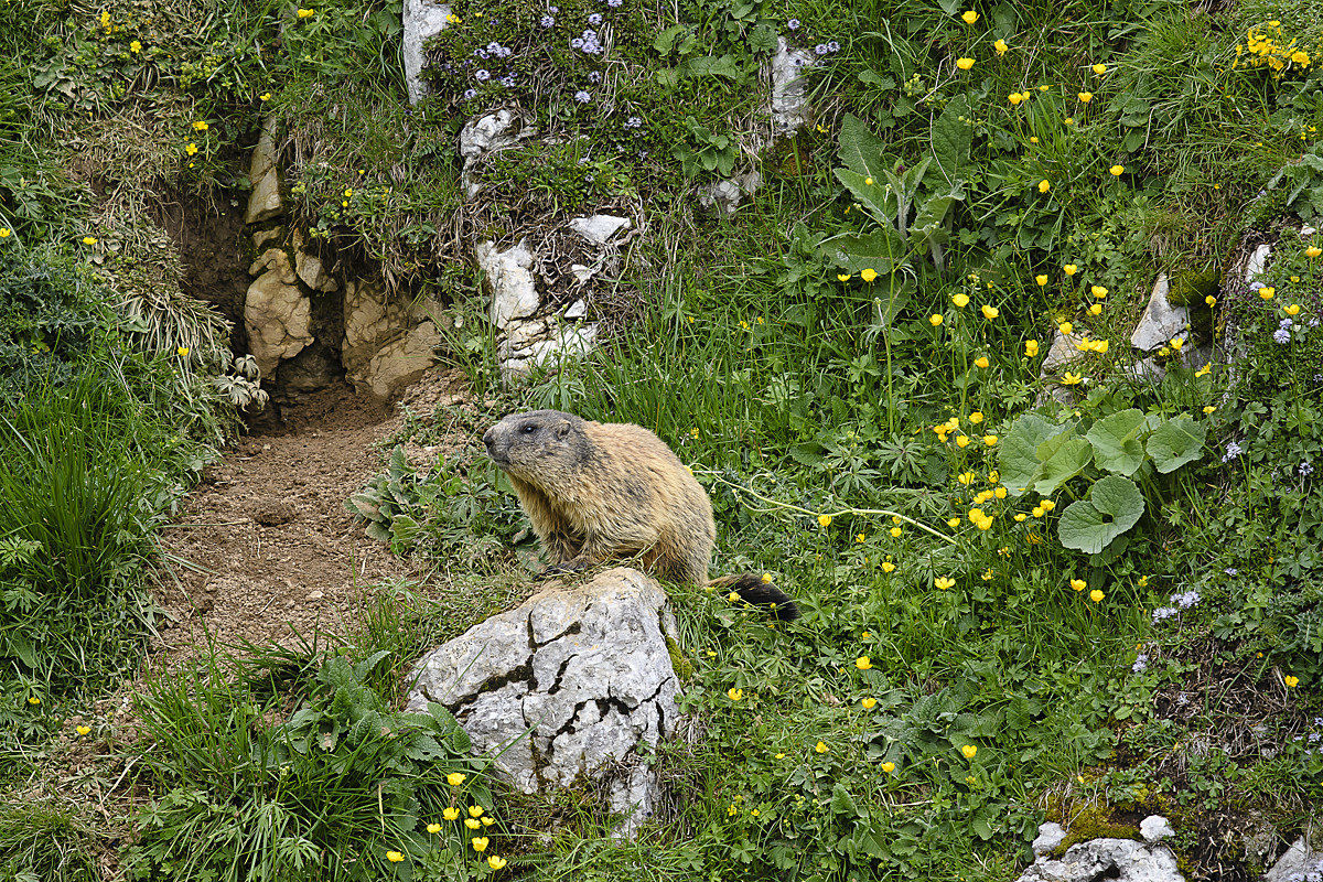l'atrio della casa della marmotta