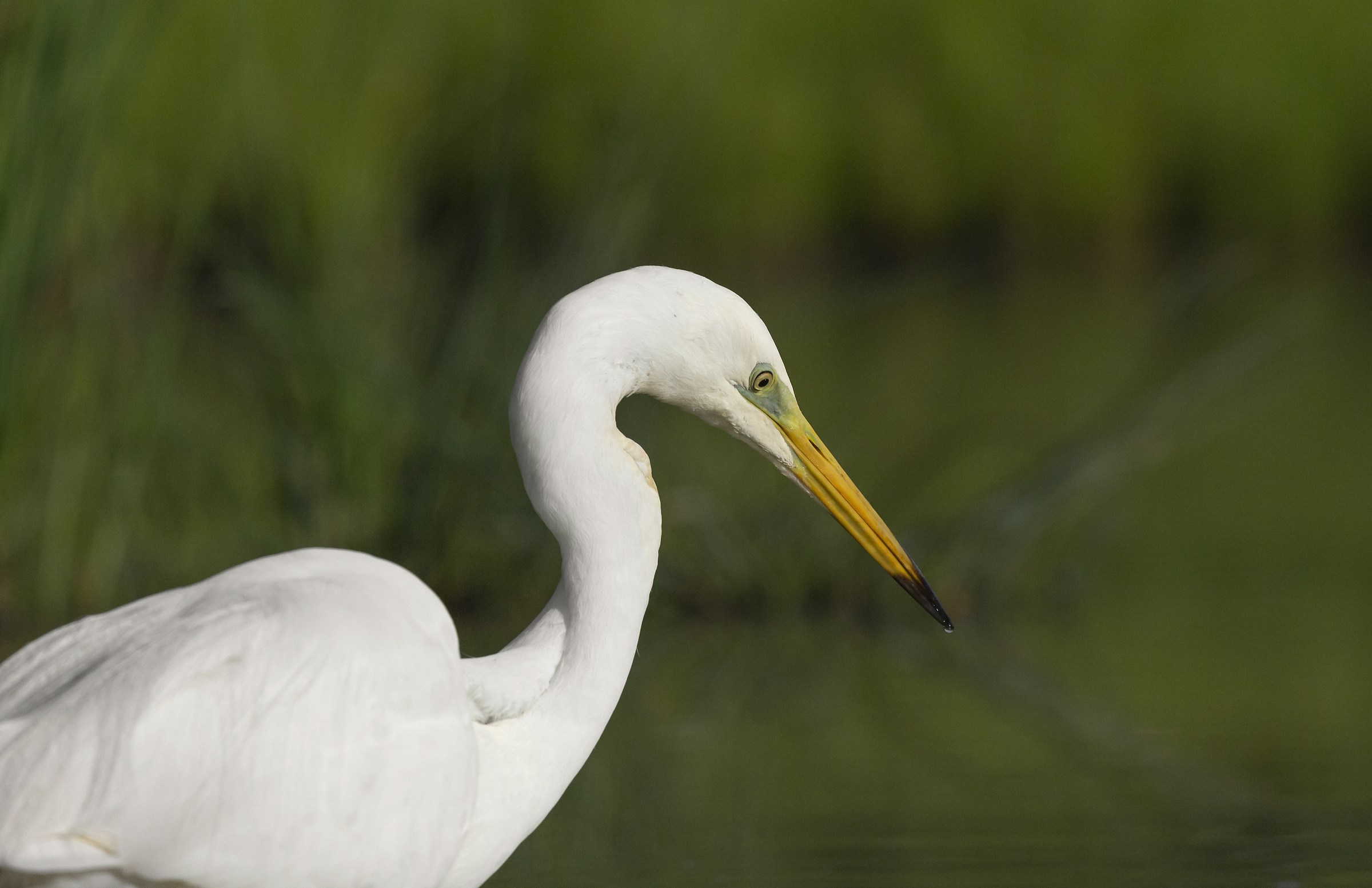 White Heron