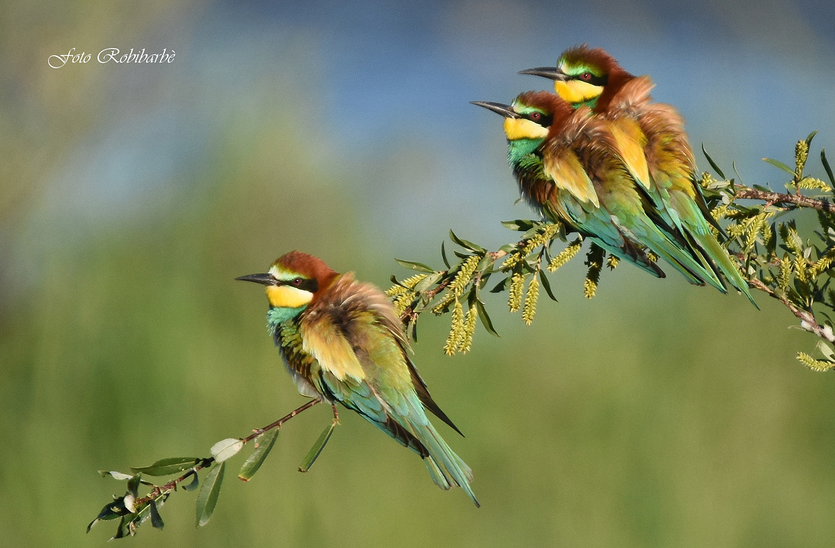 The three ruffled...