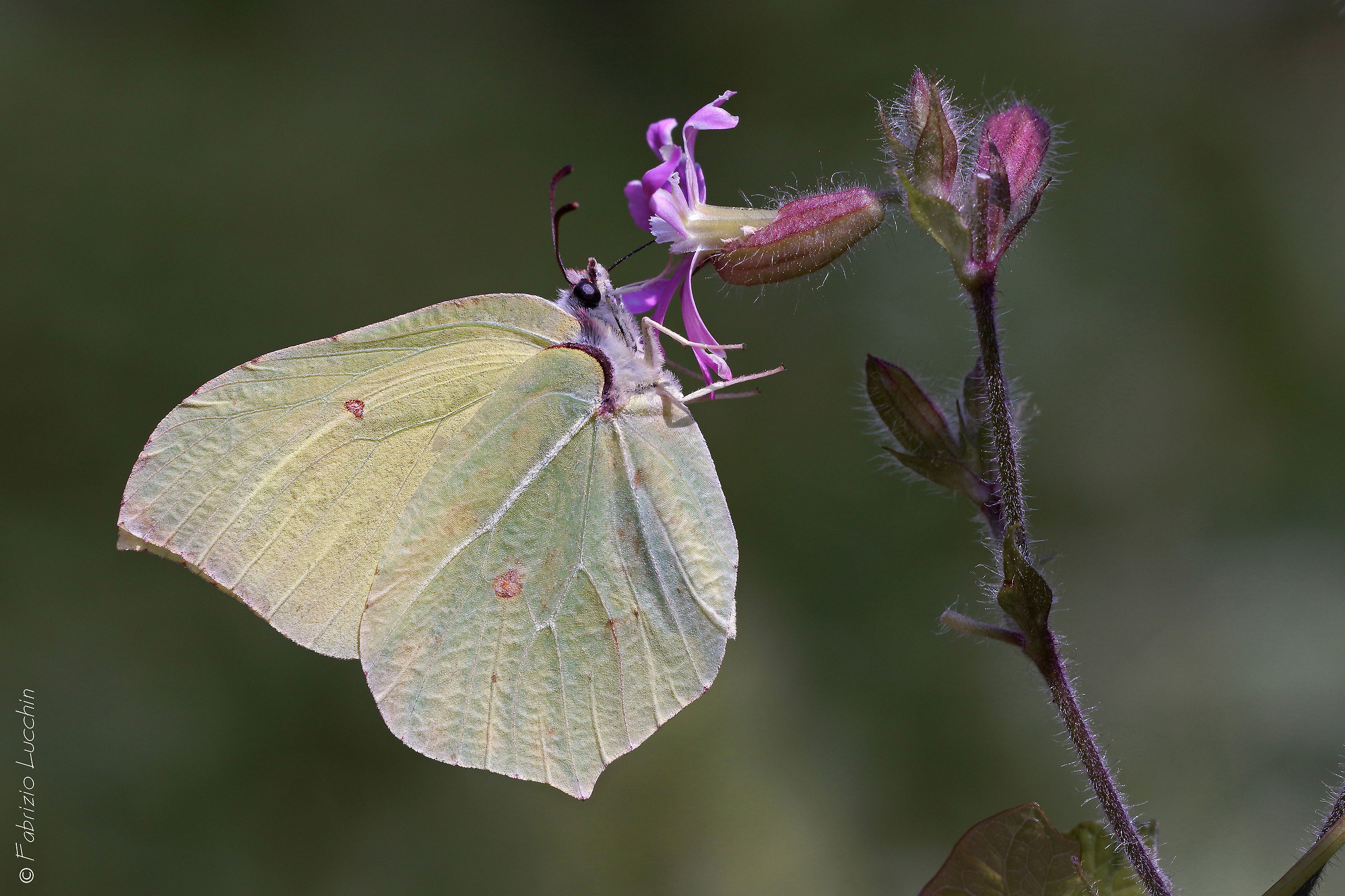Gonepteryx rhamni F. (Cedronella)