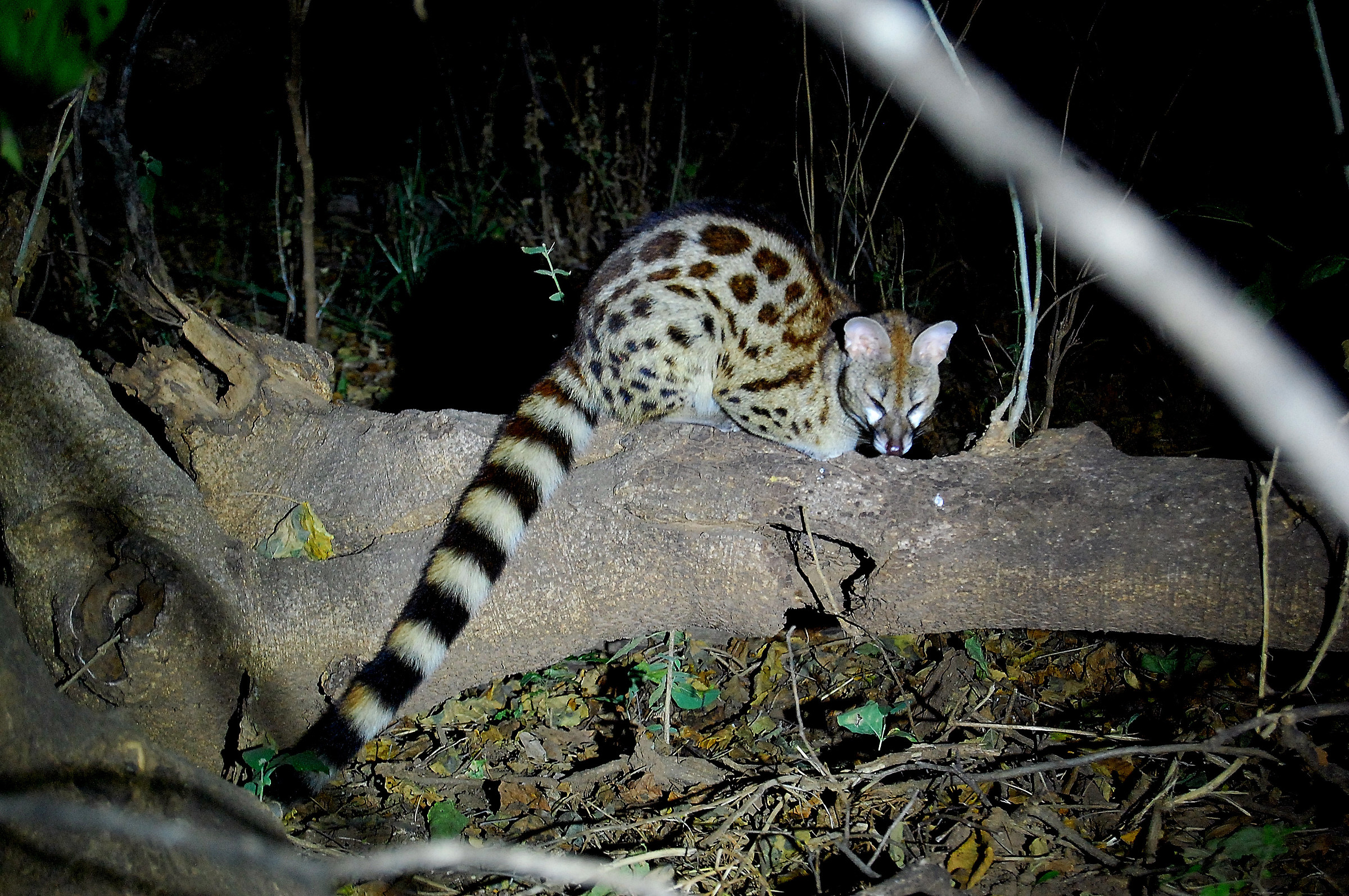 Botswana-Makgadikgadi Nat. Park: Genetta posing