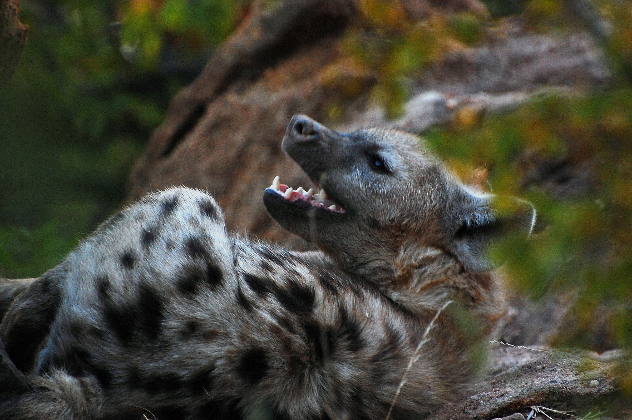 Botswana-Makgadikgadi Nat. Park: Smile