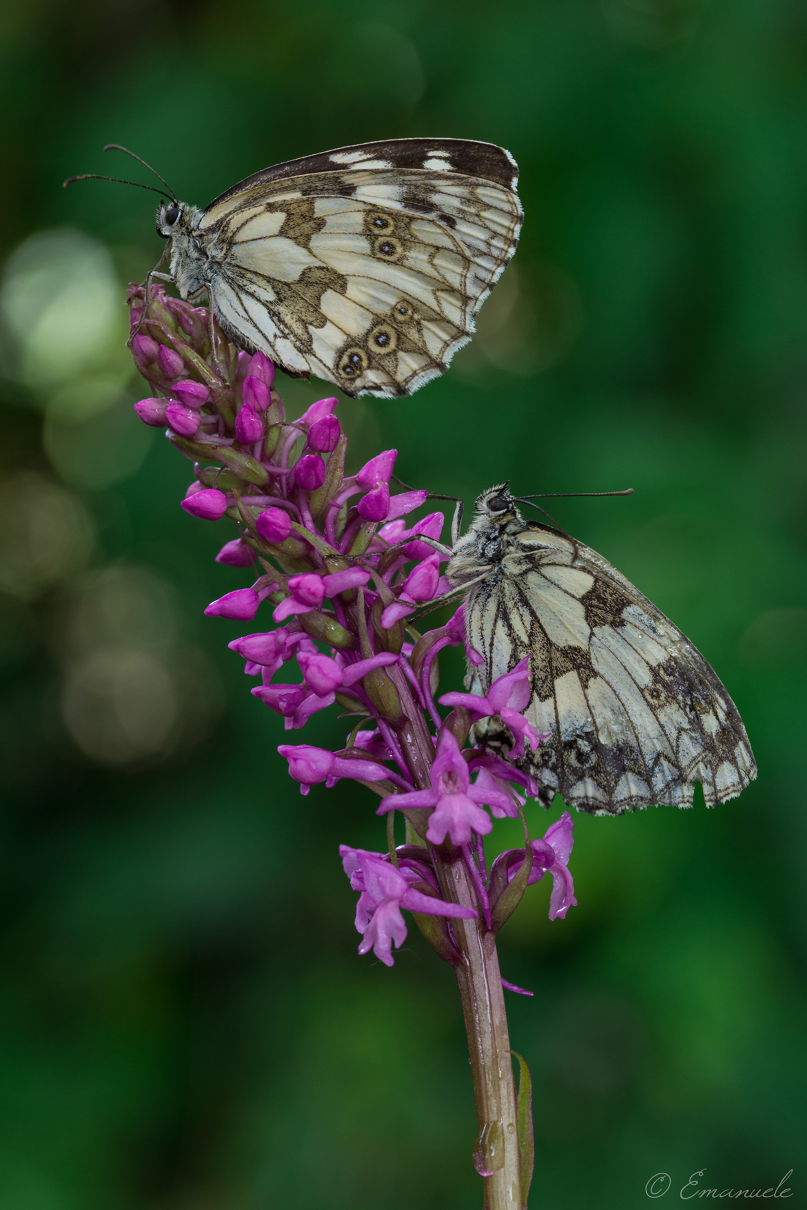 C'è posto per tutte e due