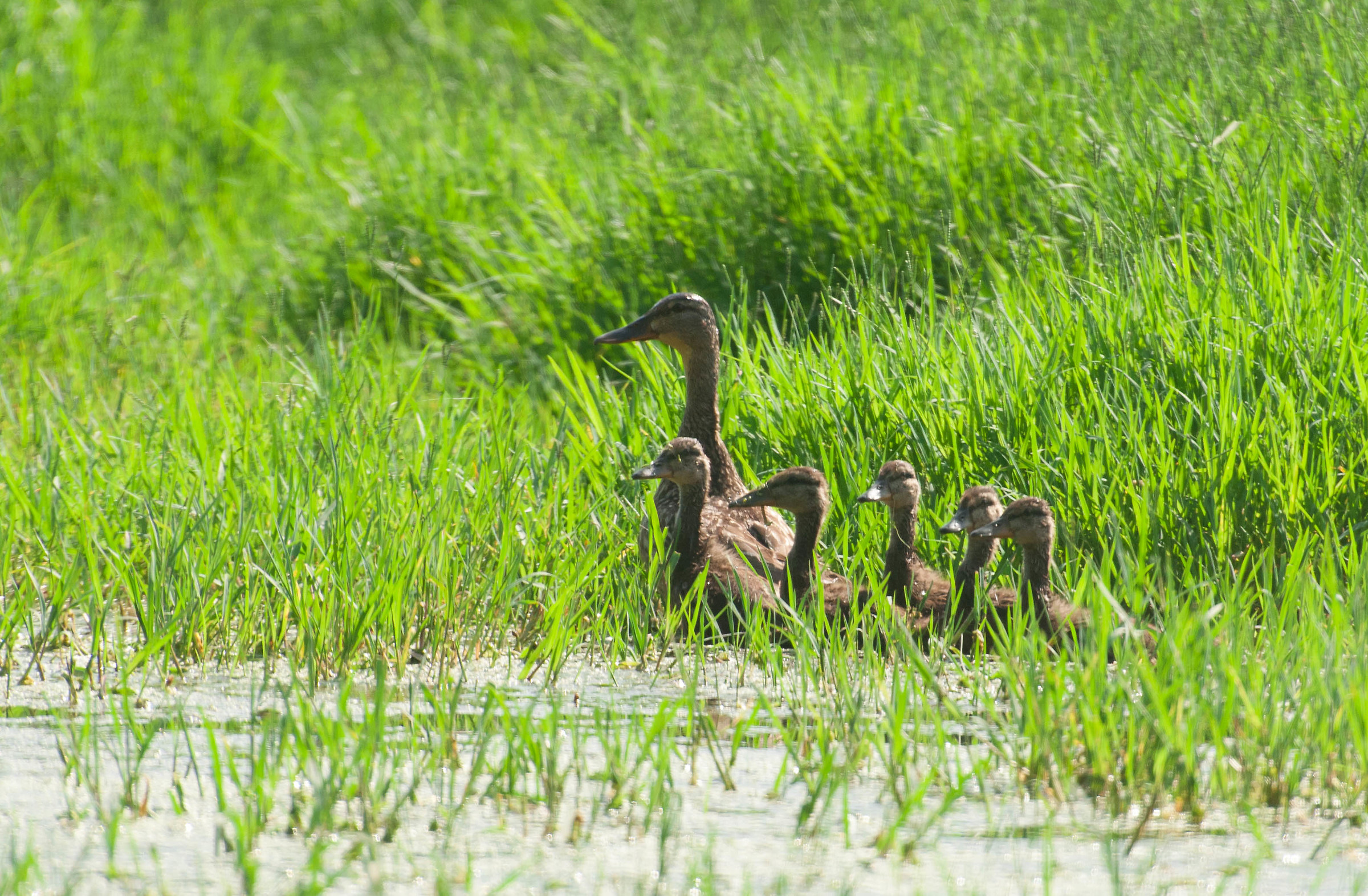 Mamma con i nuovi nati
