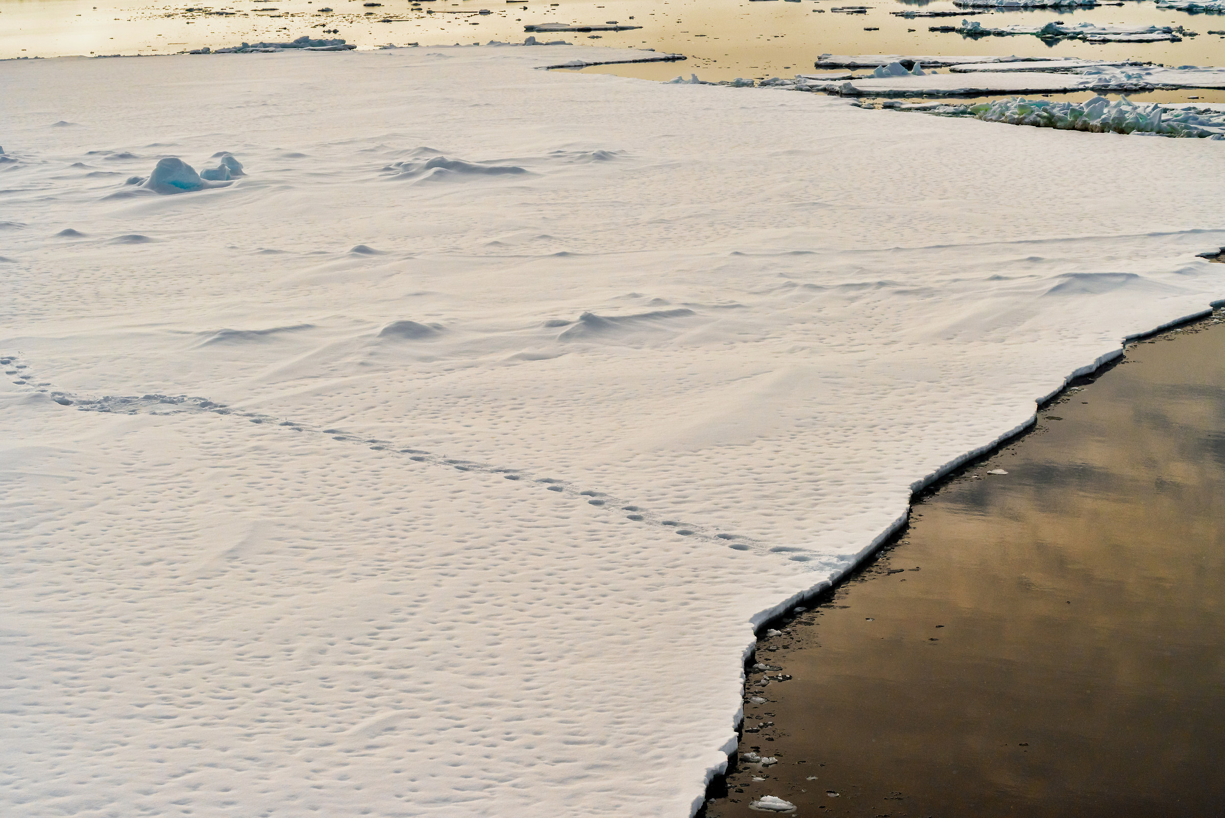 Following the Polar Bear!
