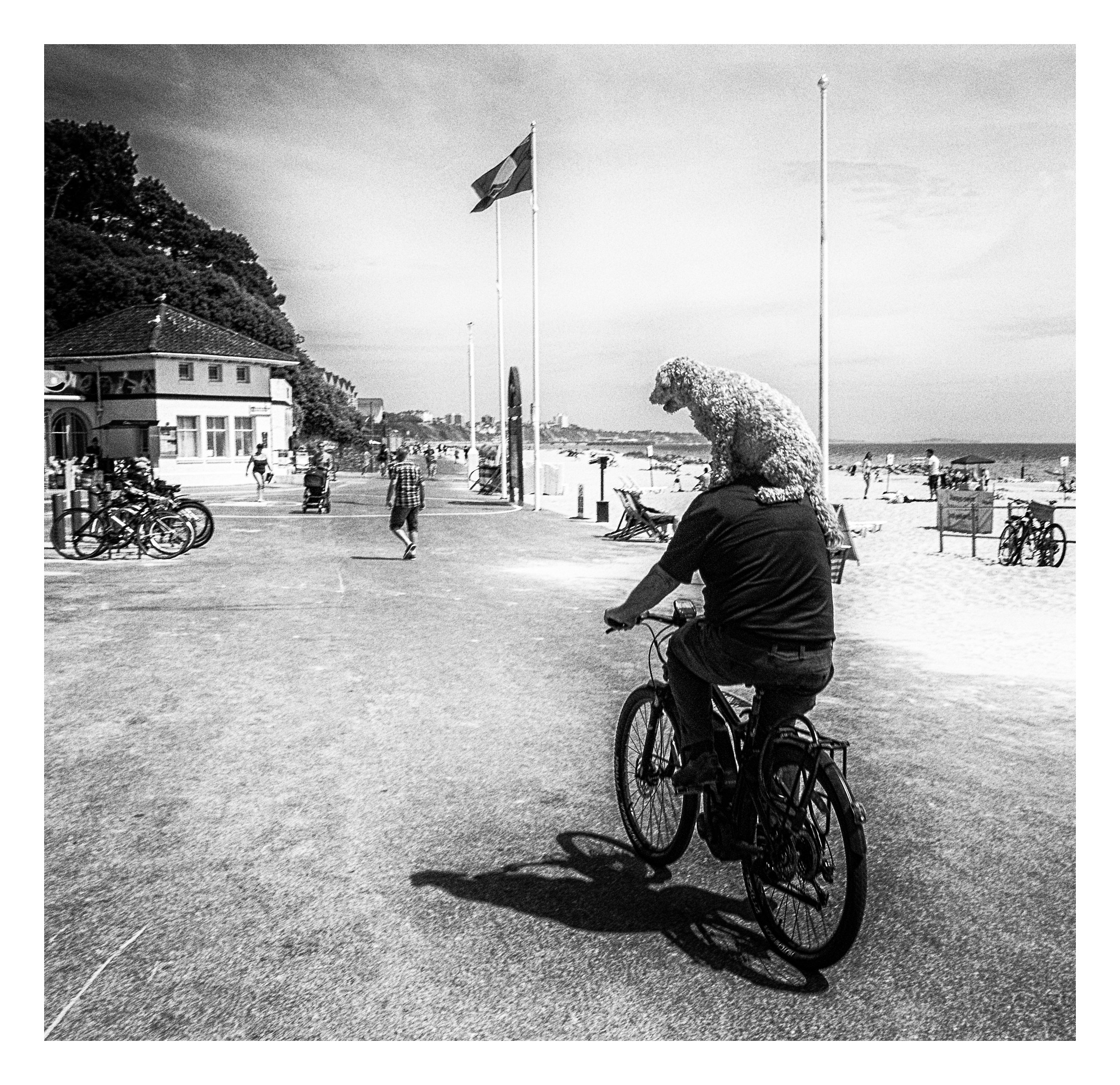 Prendere il cane per una passeggiata???