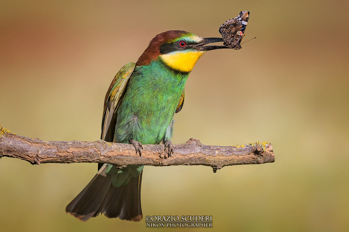 Merops apiaster