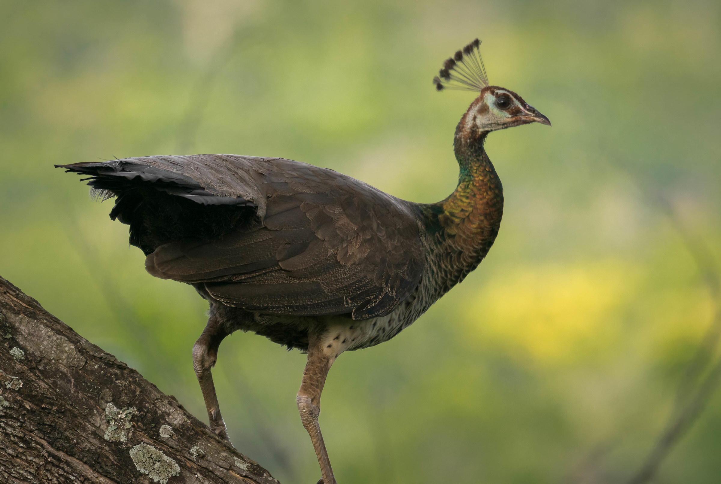 Peahen