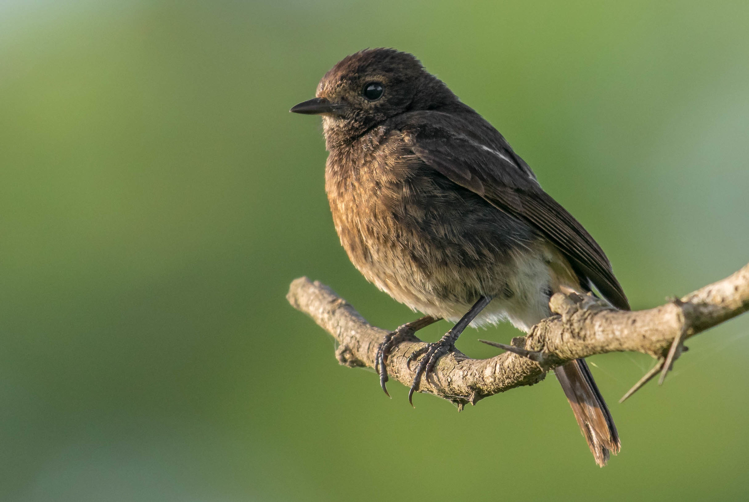 Pied bushchat female
