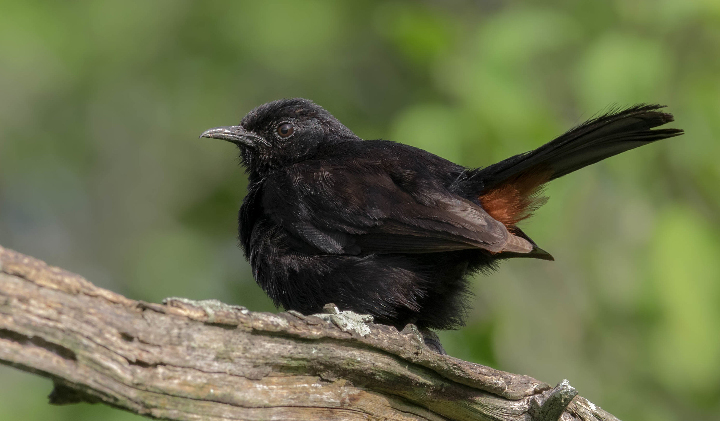 Indian robin male