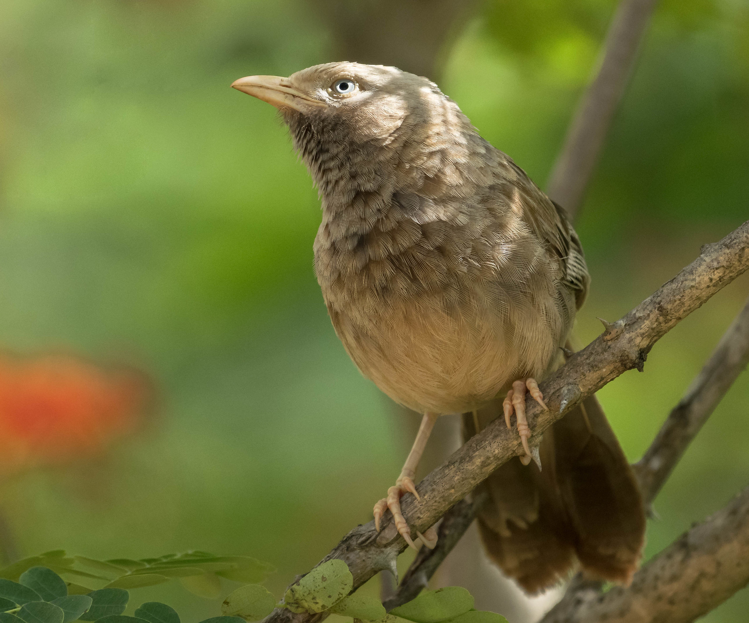 Yellow billed babbler