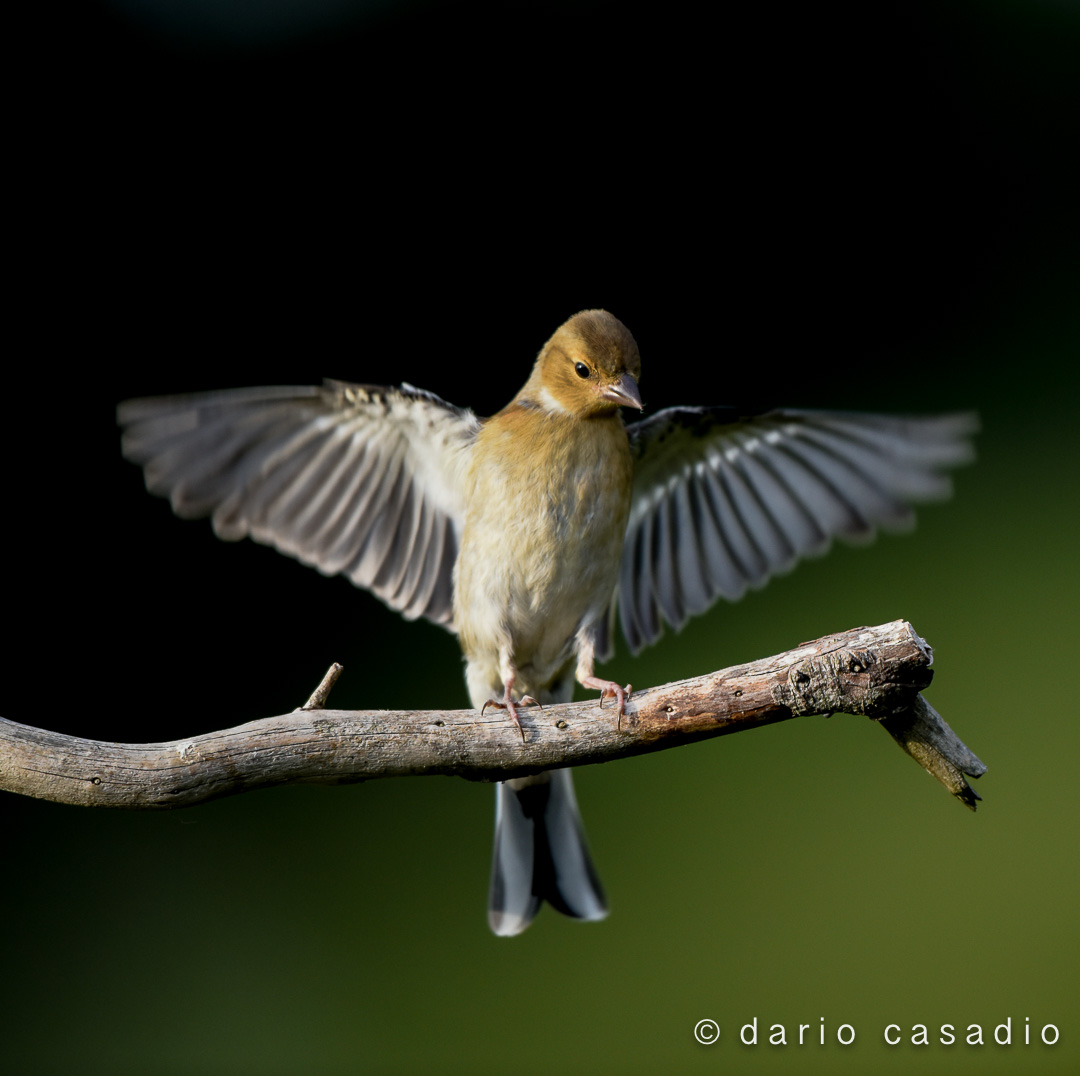 Fringuello in arrivo !!!