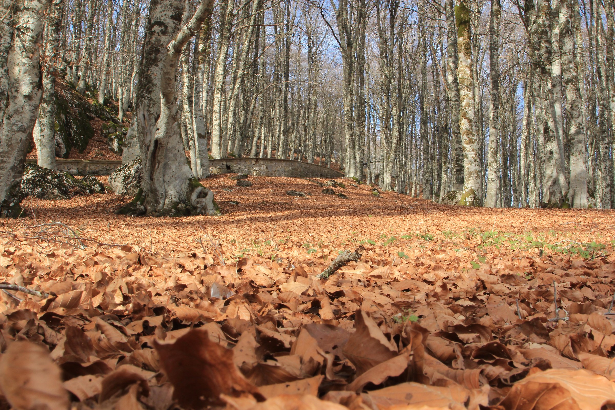 United colors of Autumn