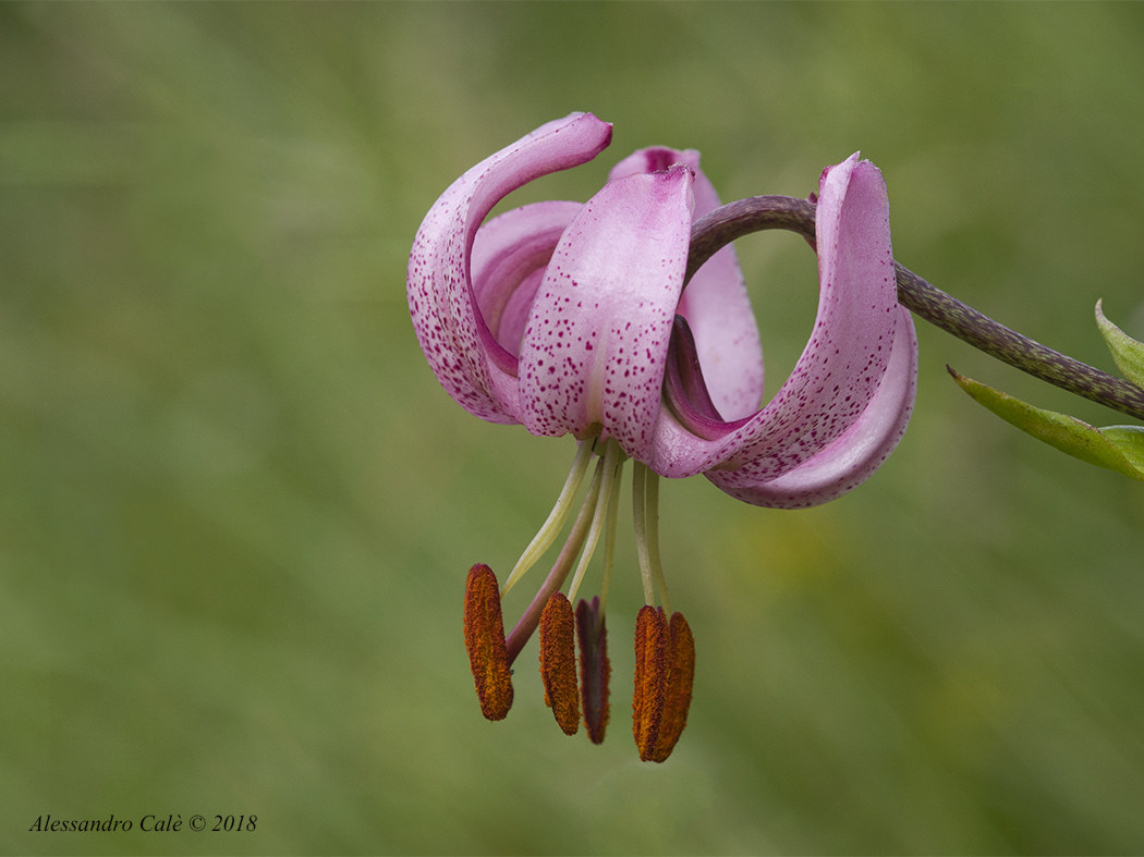 Lilium martagon (Riccio di dama) 9659