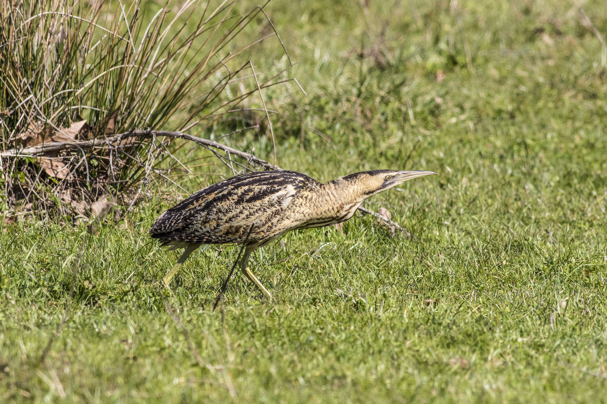 Bittern (Other attitude)
