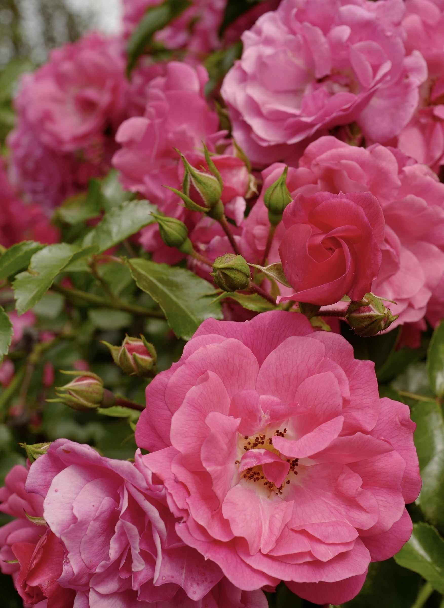 Roselline