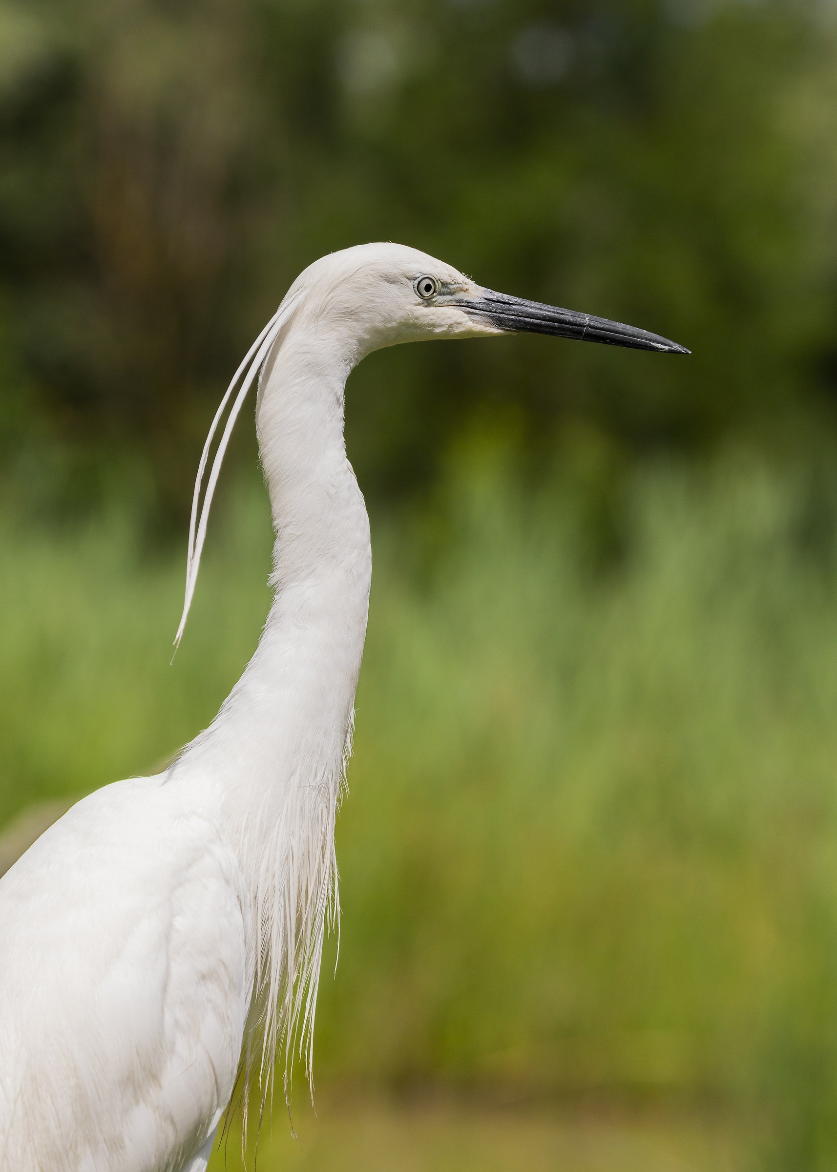 Other portrait of a Egret