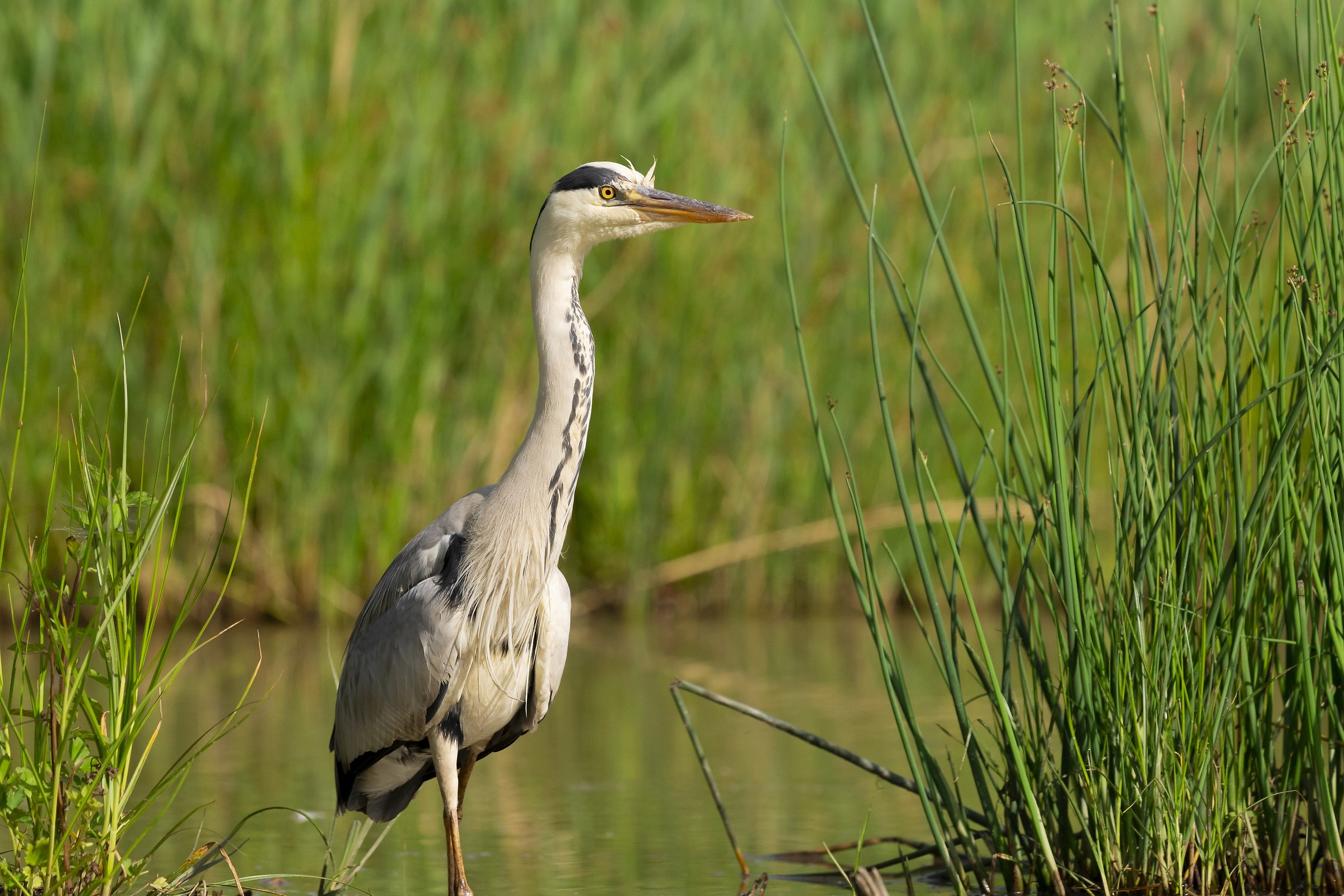 The Aironetra the Rushes