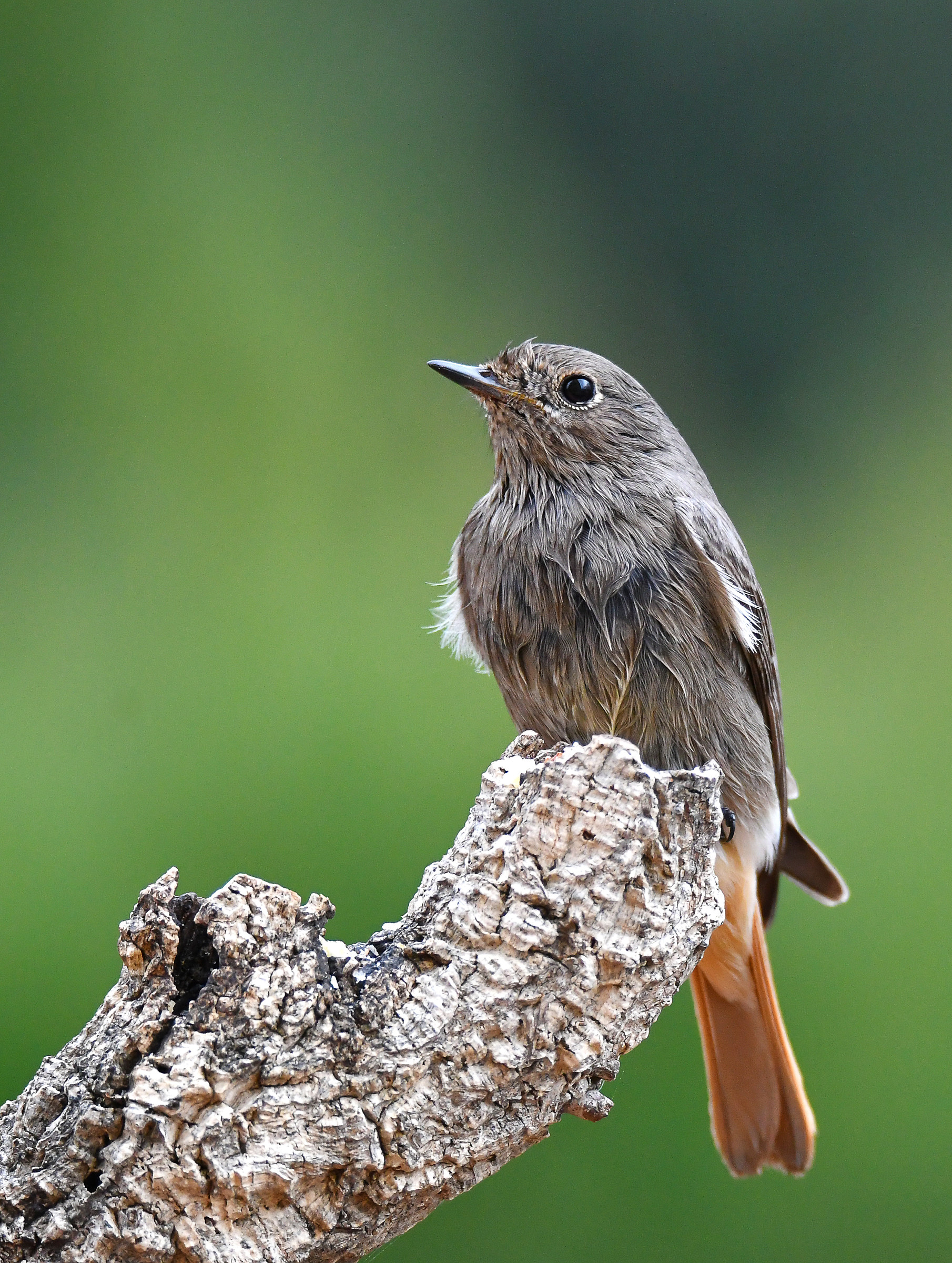 Codirosso spazzacamino F.