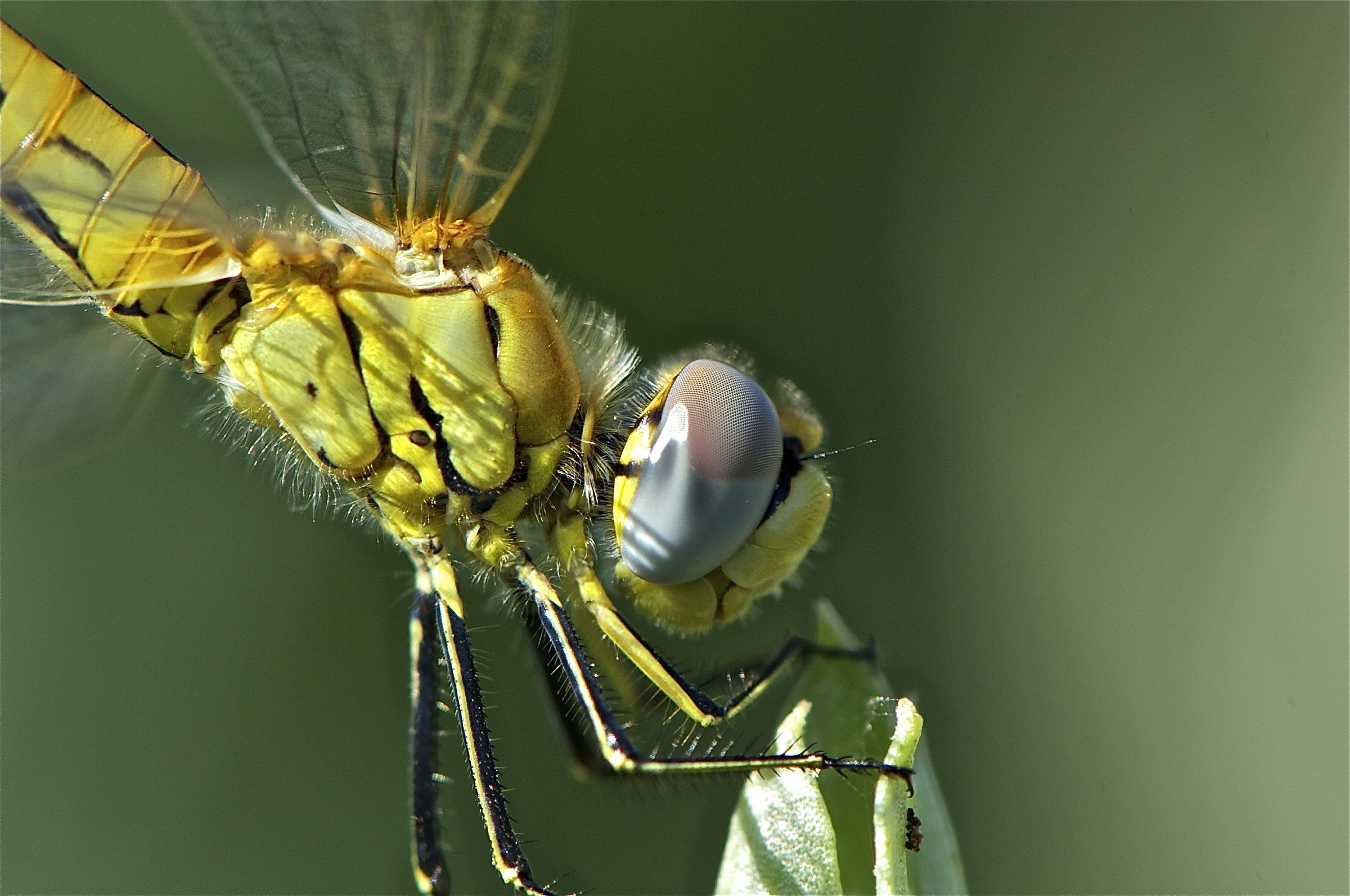 Sympetrum foscolombii
