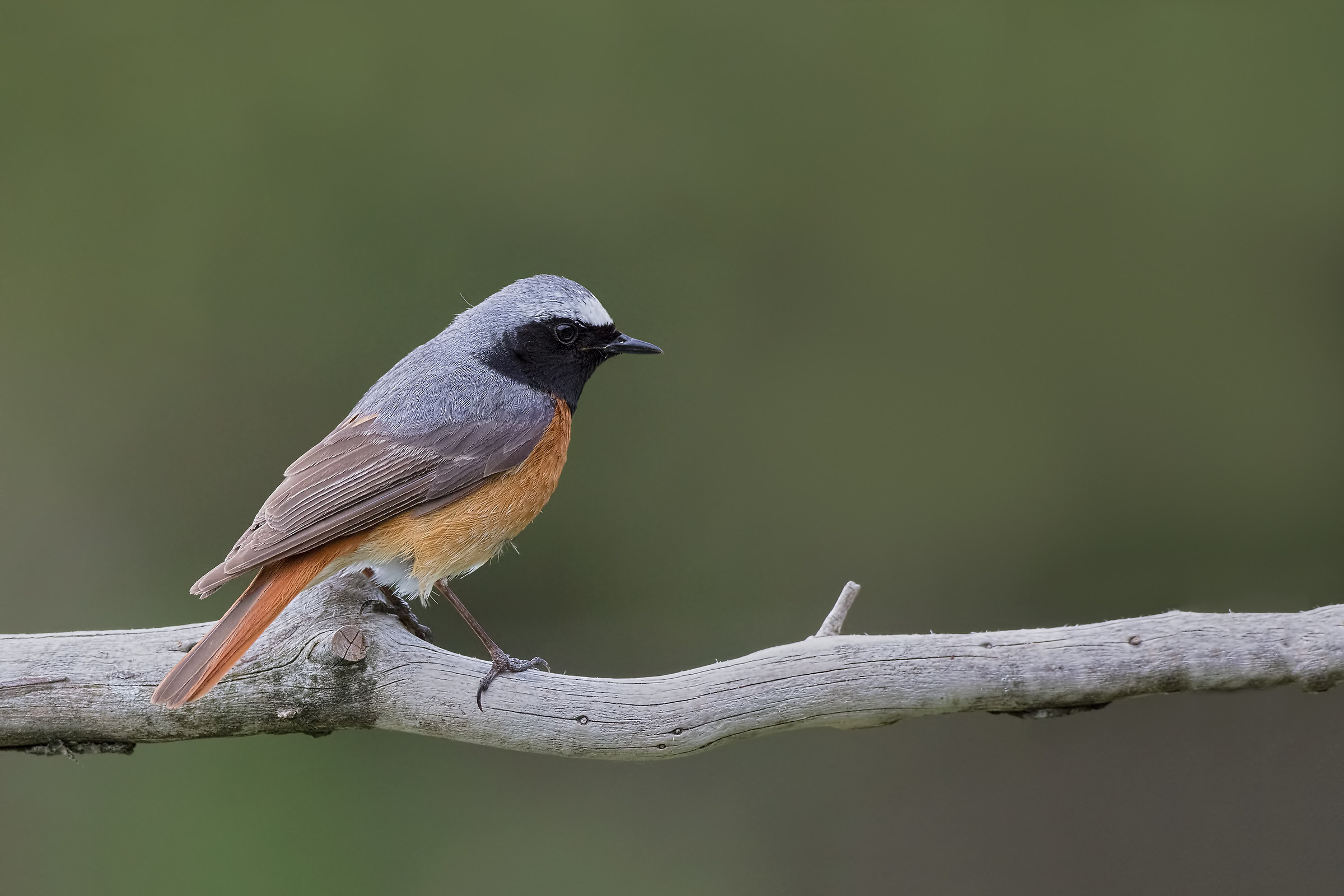 Codirosso maschio (Phoenicurus phoenicurus)