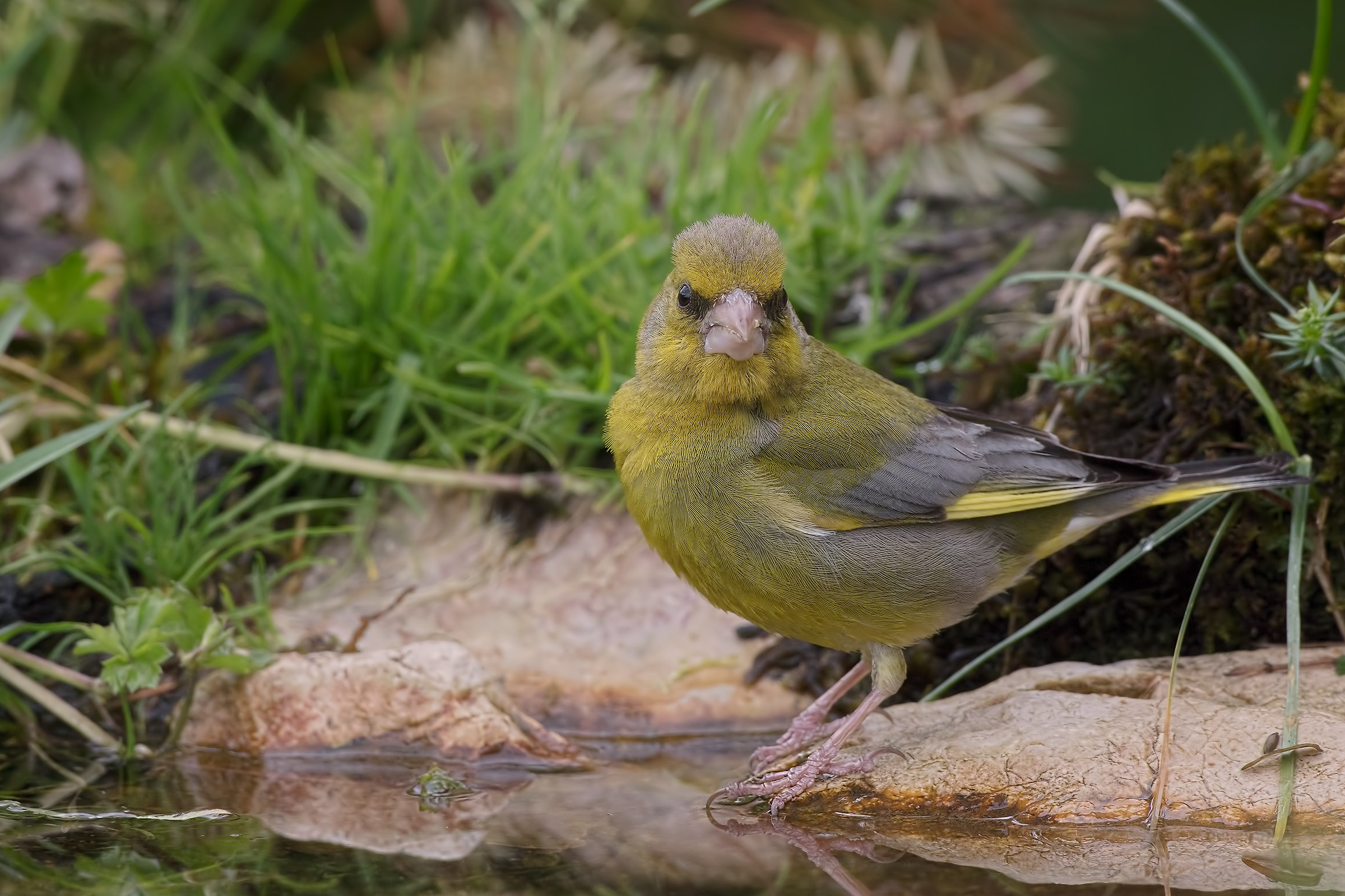 Lo sguardo del Verdone maschio (Chloris chloris)