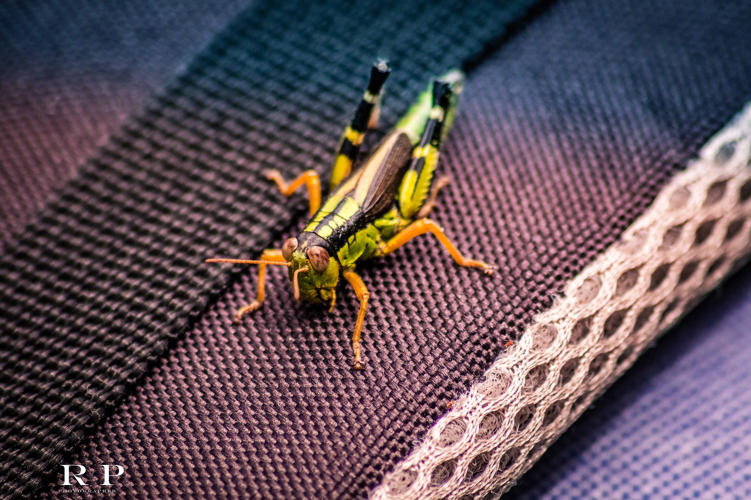 A nice green locust