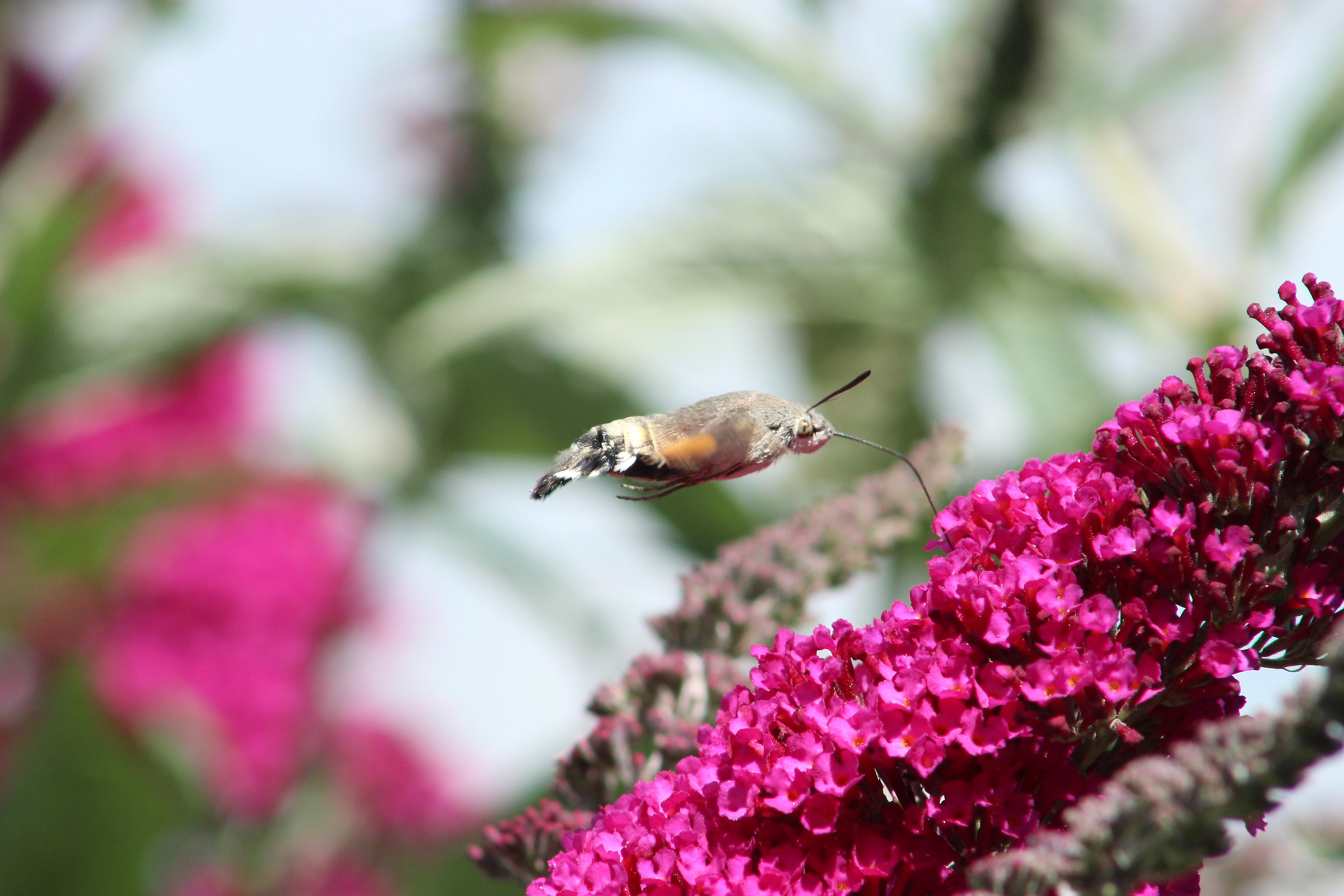 Macroglossum Stellatarum