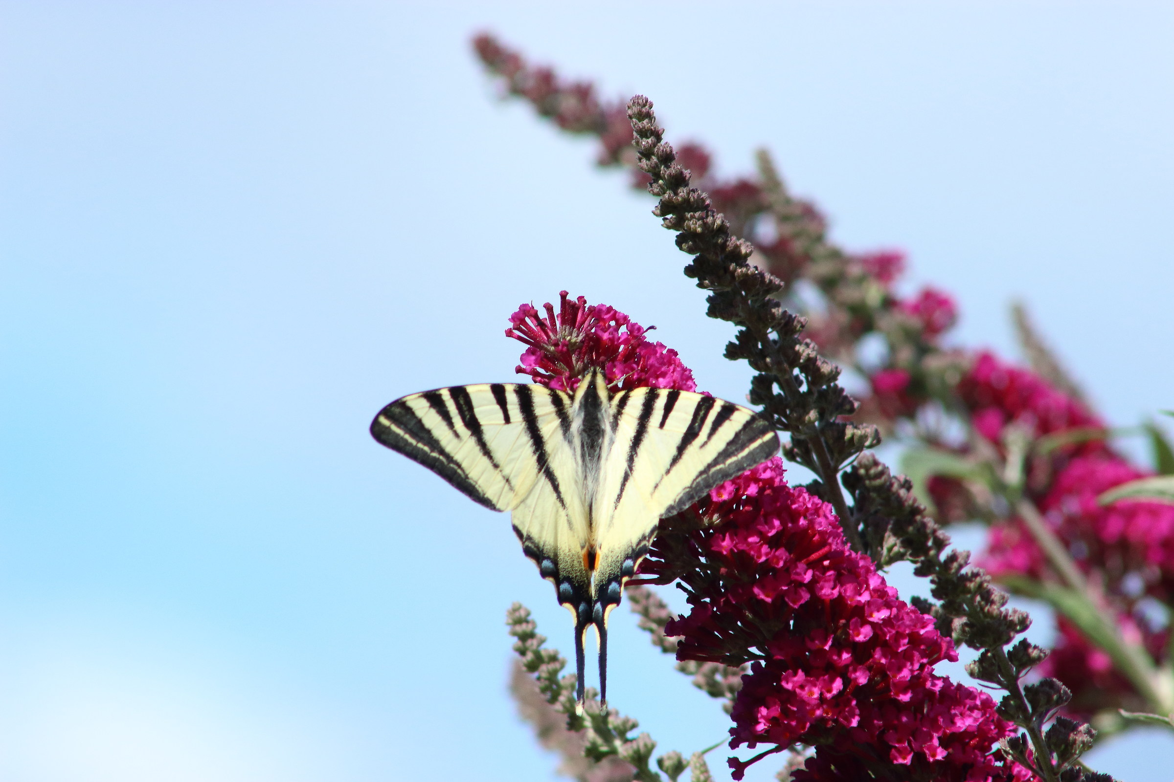 Iphiclides Podalirius