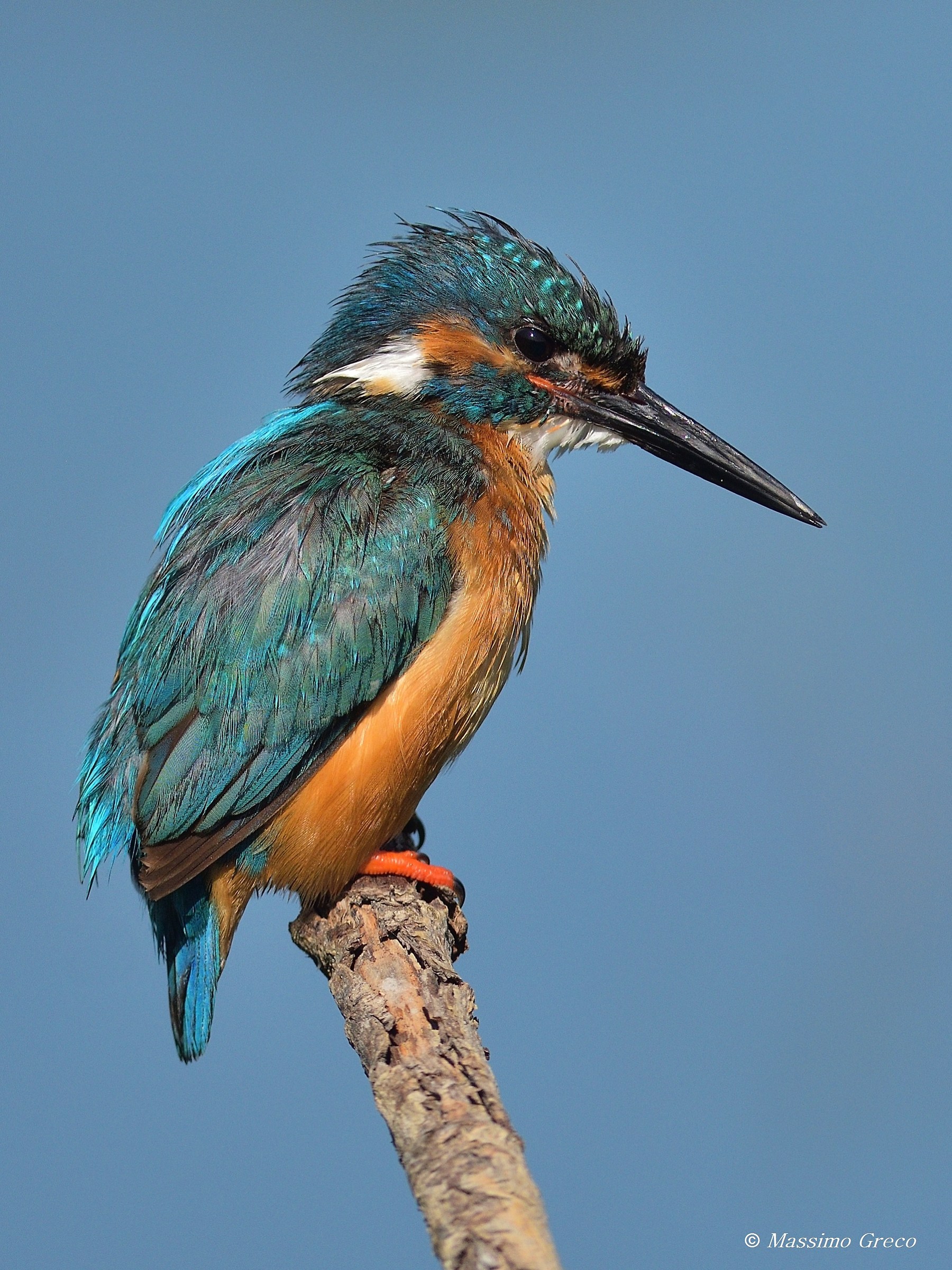 Kingfisher