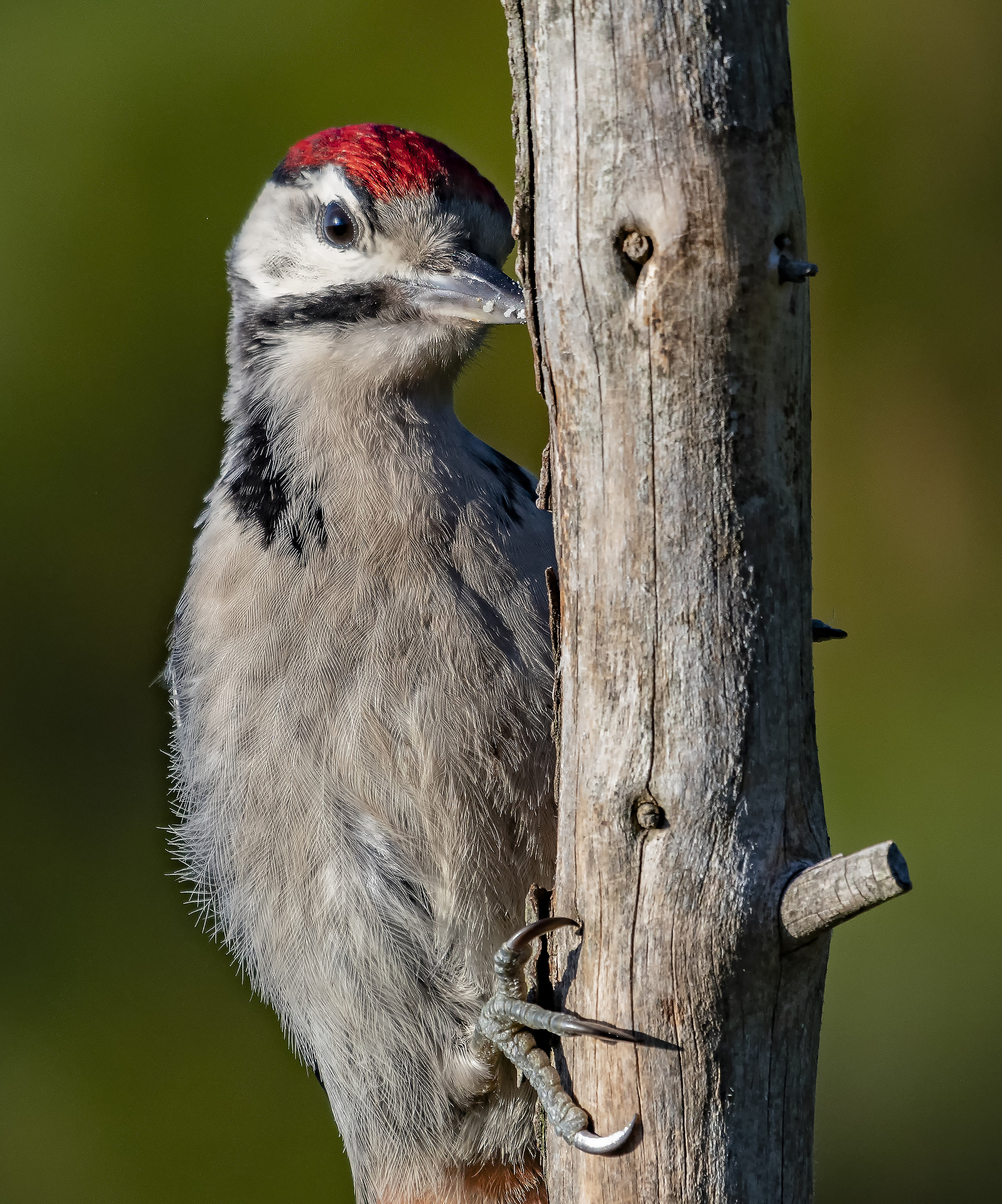 Woodpecker waiting...