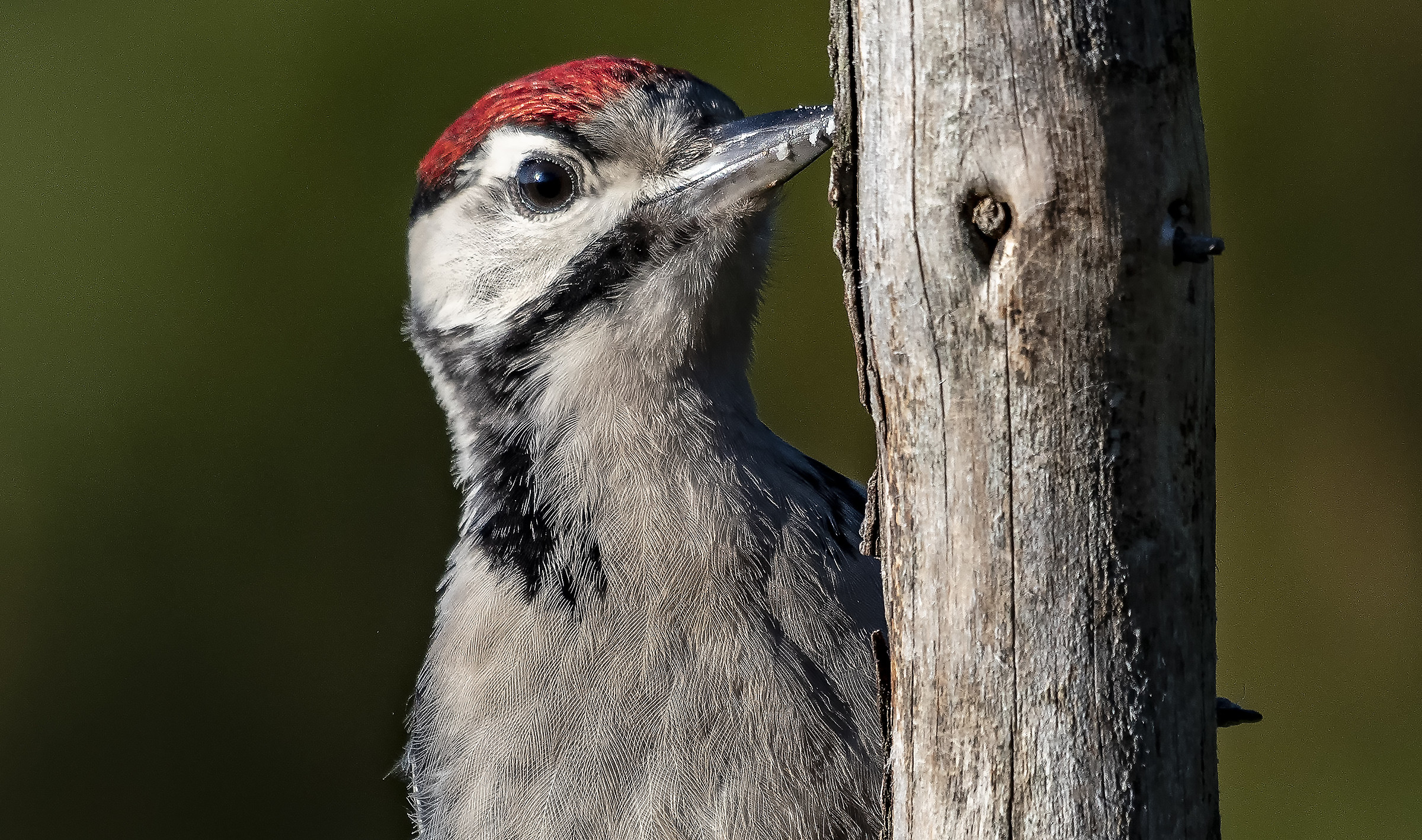 Curious Woodpecker