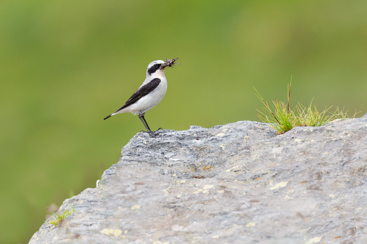 Wheatear (Oenanthe Oenanthe)...