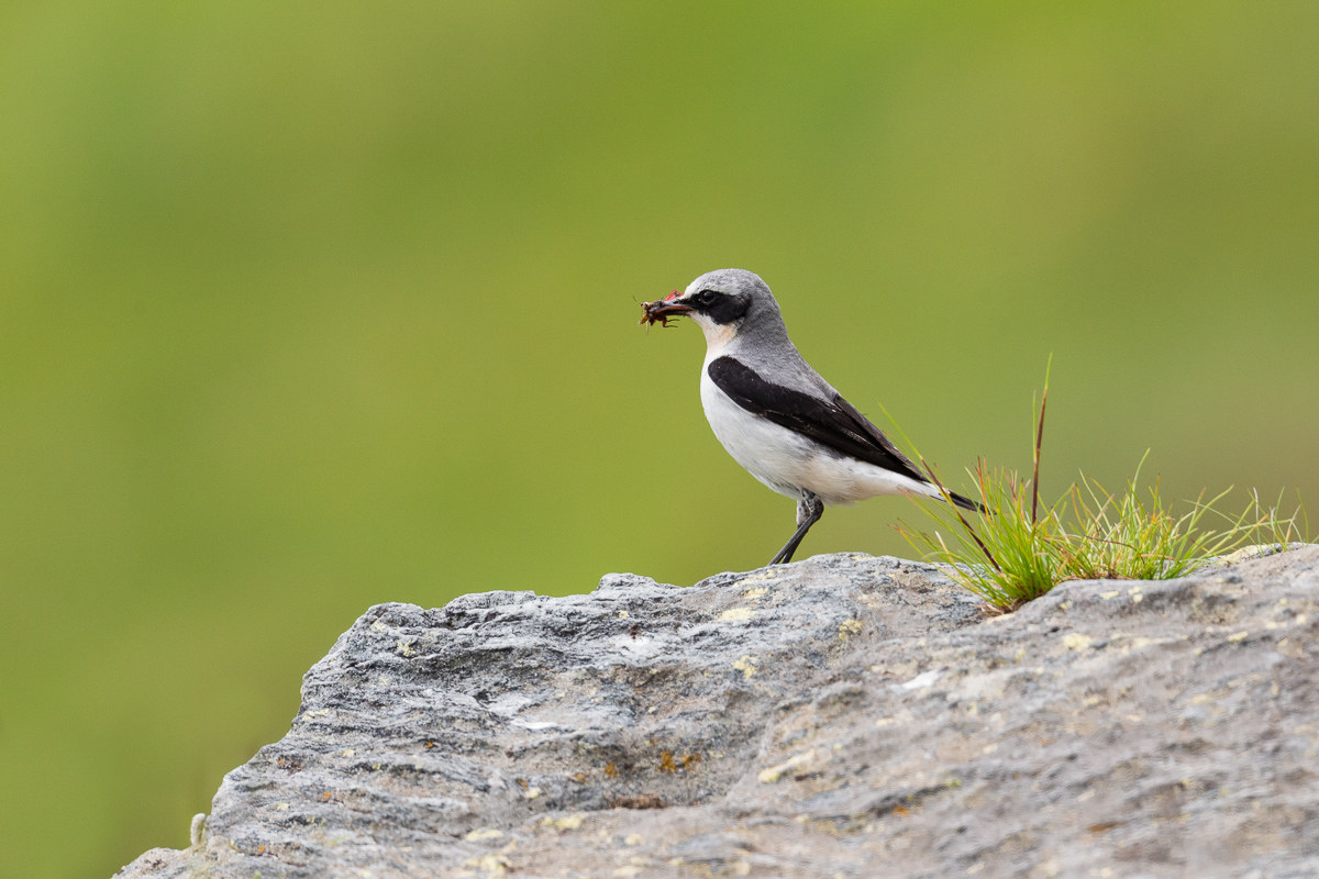 Wheatear (Oenanthe Oenanthe)...