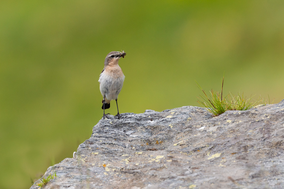 Wheatear (Oenanthe Oenanthe)...