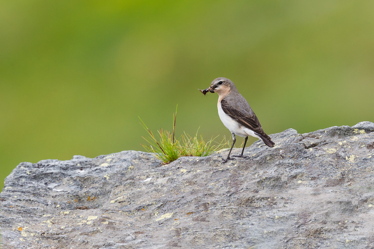 Wheatear (Oenanthe Oenanthe)...
