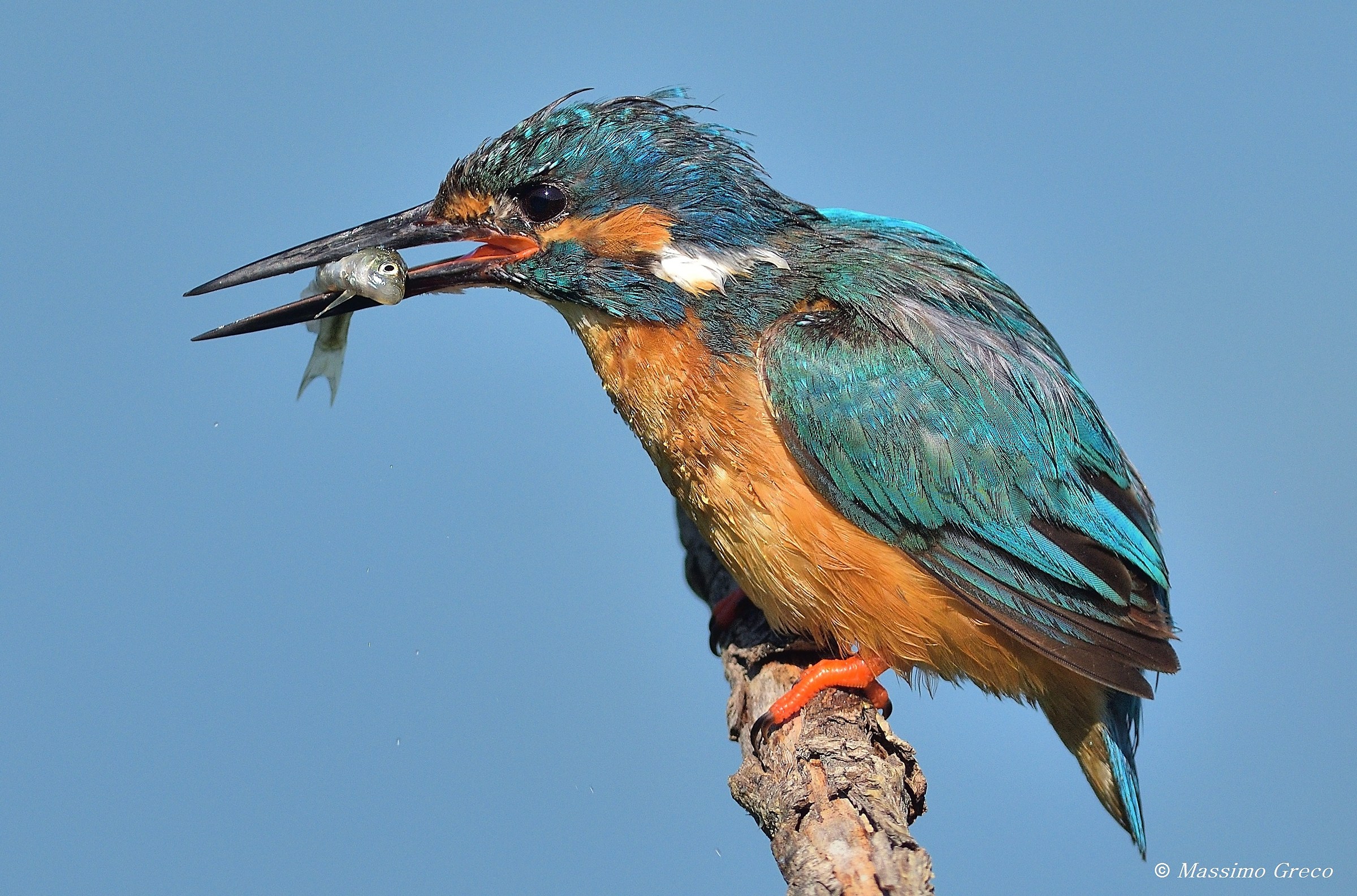 Kingfisher