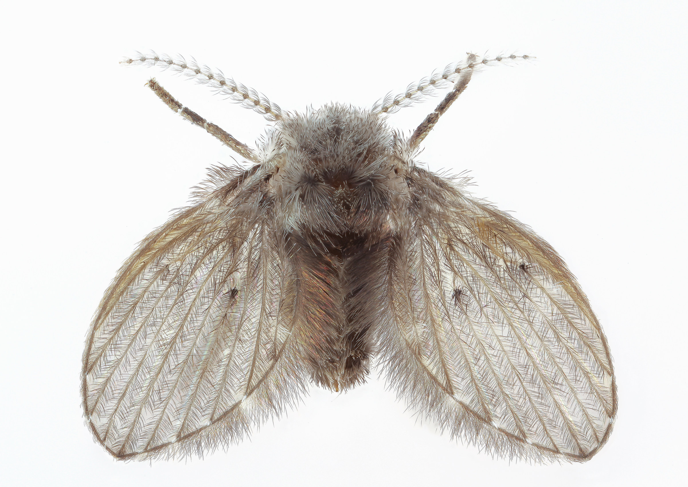 Clogmia Albipunctata