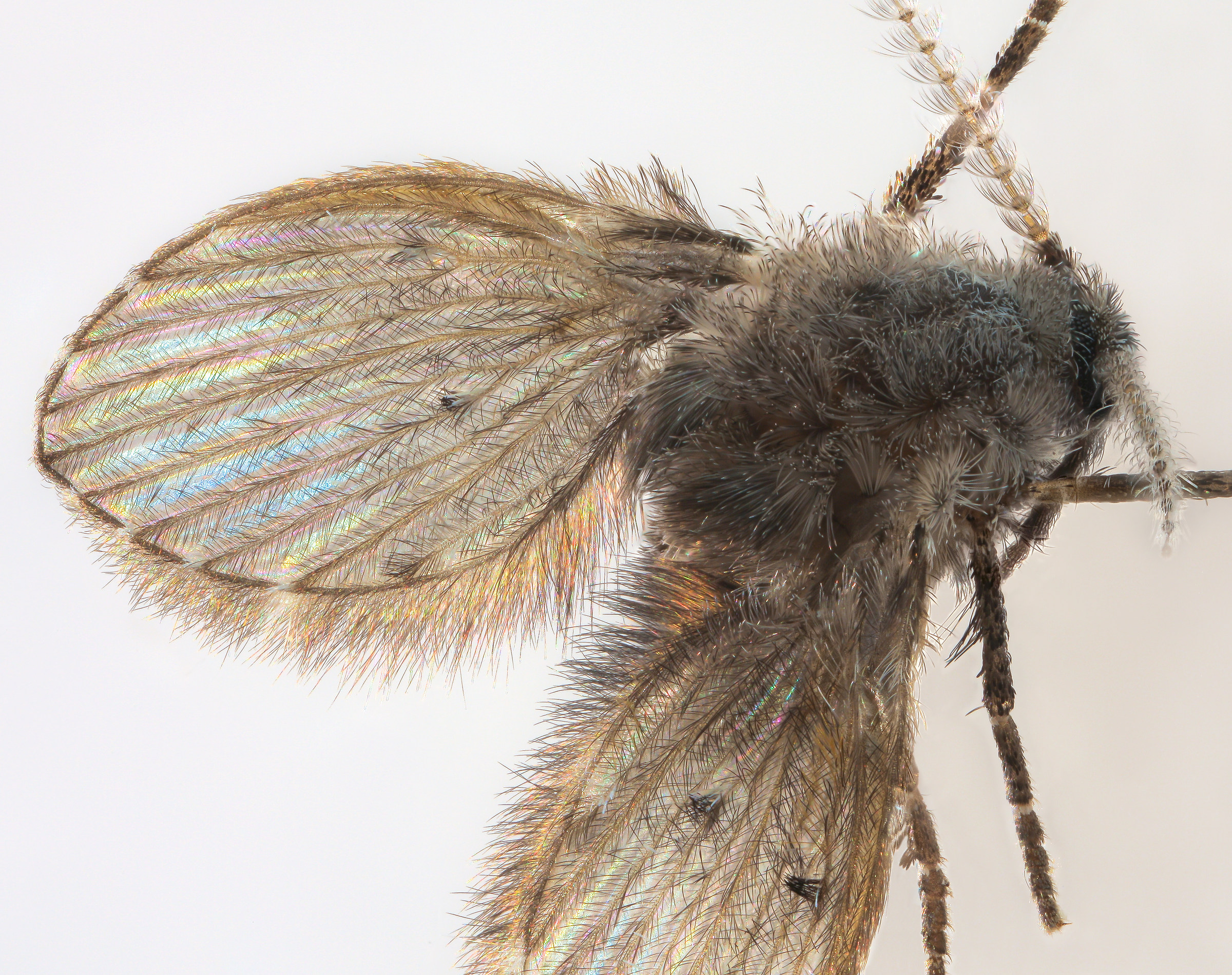 Clogmia albipunctata 2