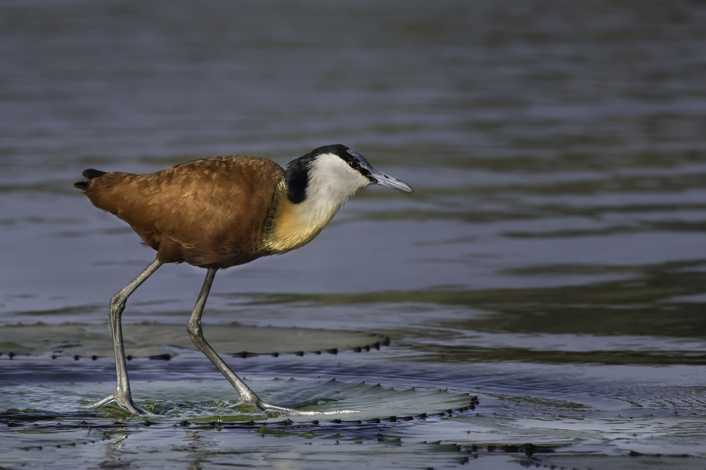 African Jacana