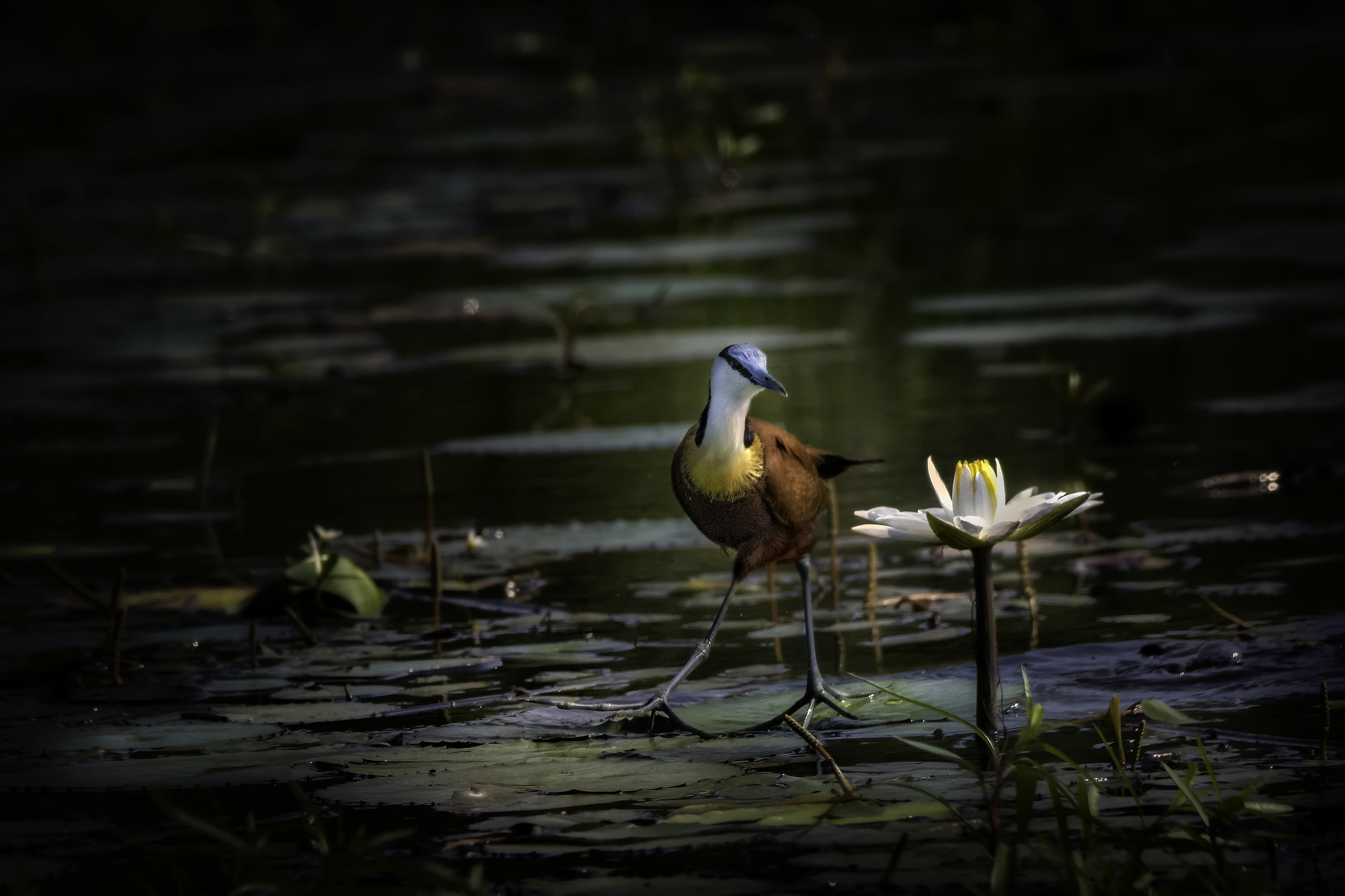 African Jacana