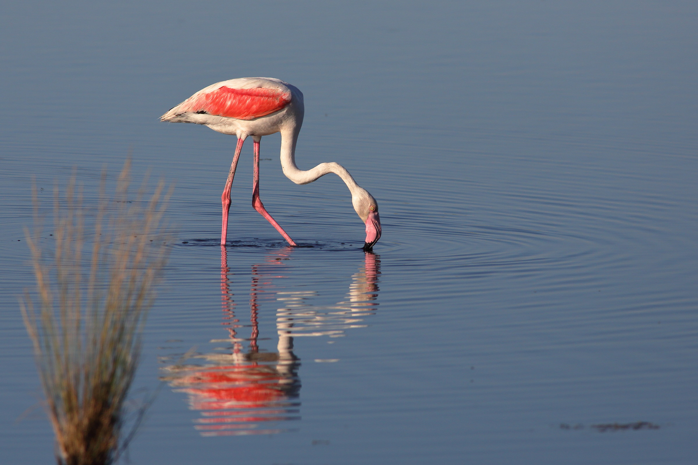 fenicottero in pastura