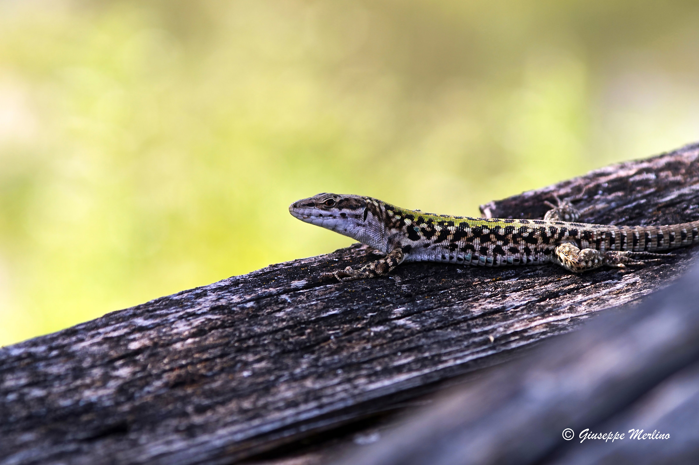 The inscrutable look of the lizard