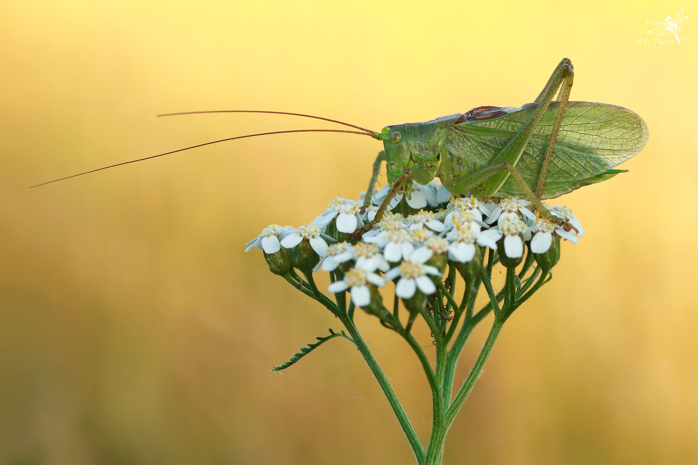 Tettigonia cantans, uomo