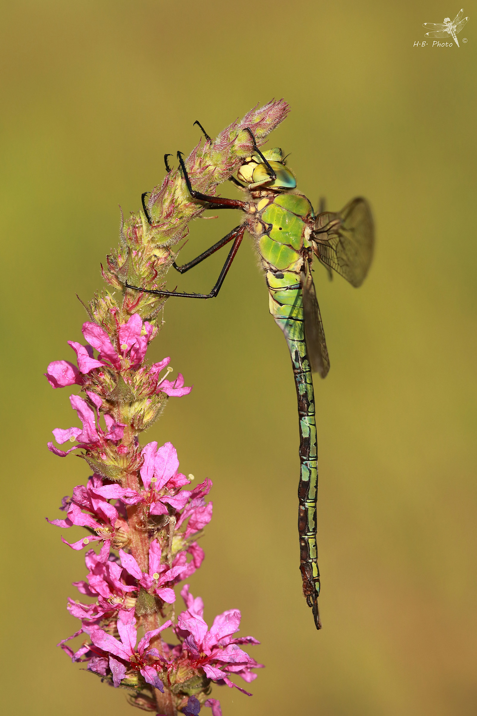 Anax imperator, uomo