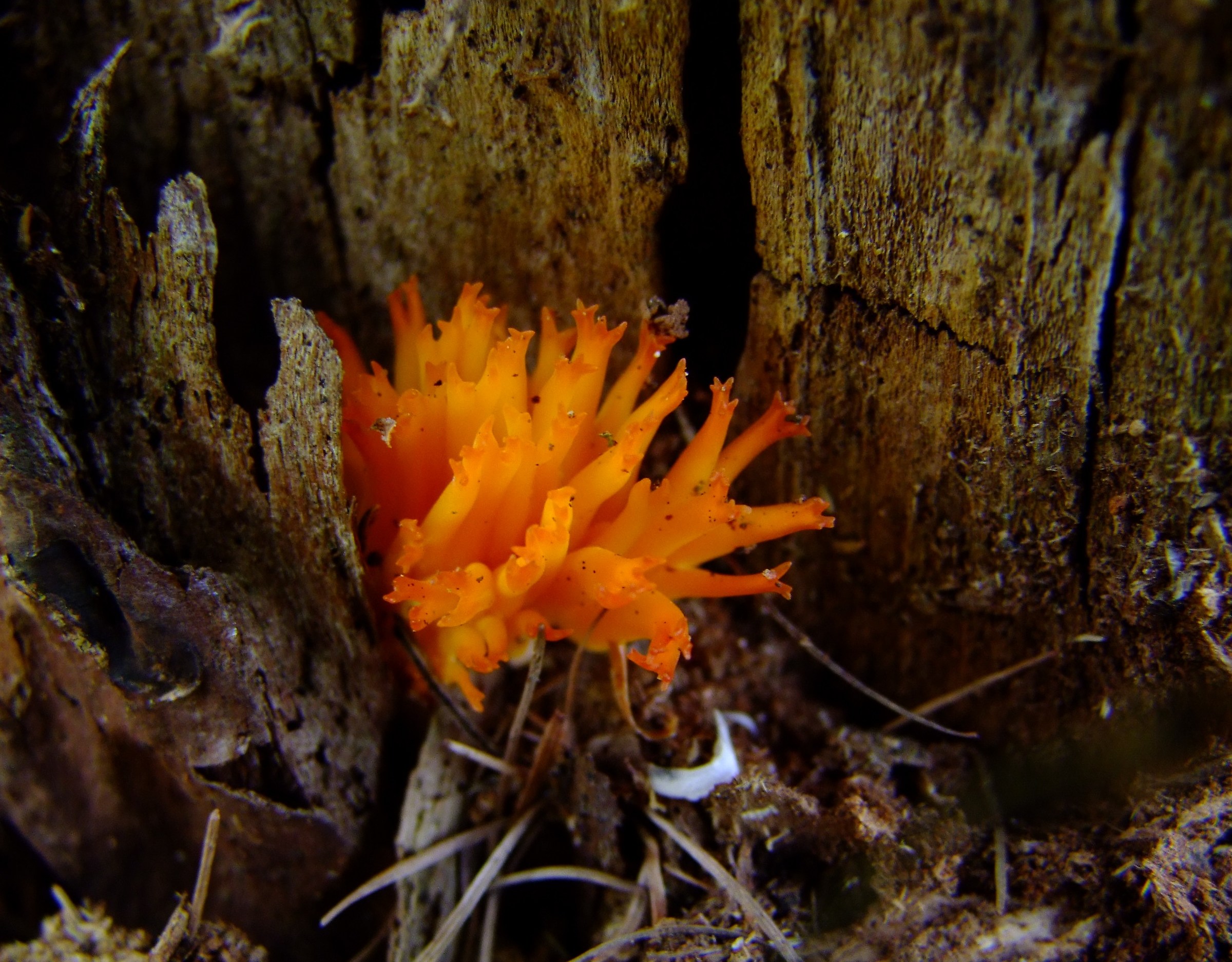 The Coral of the forest