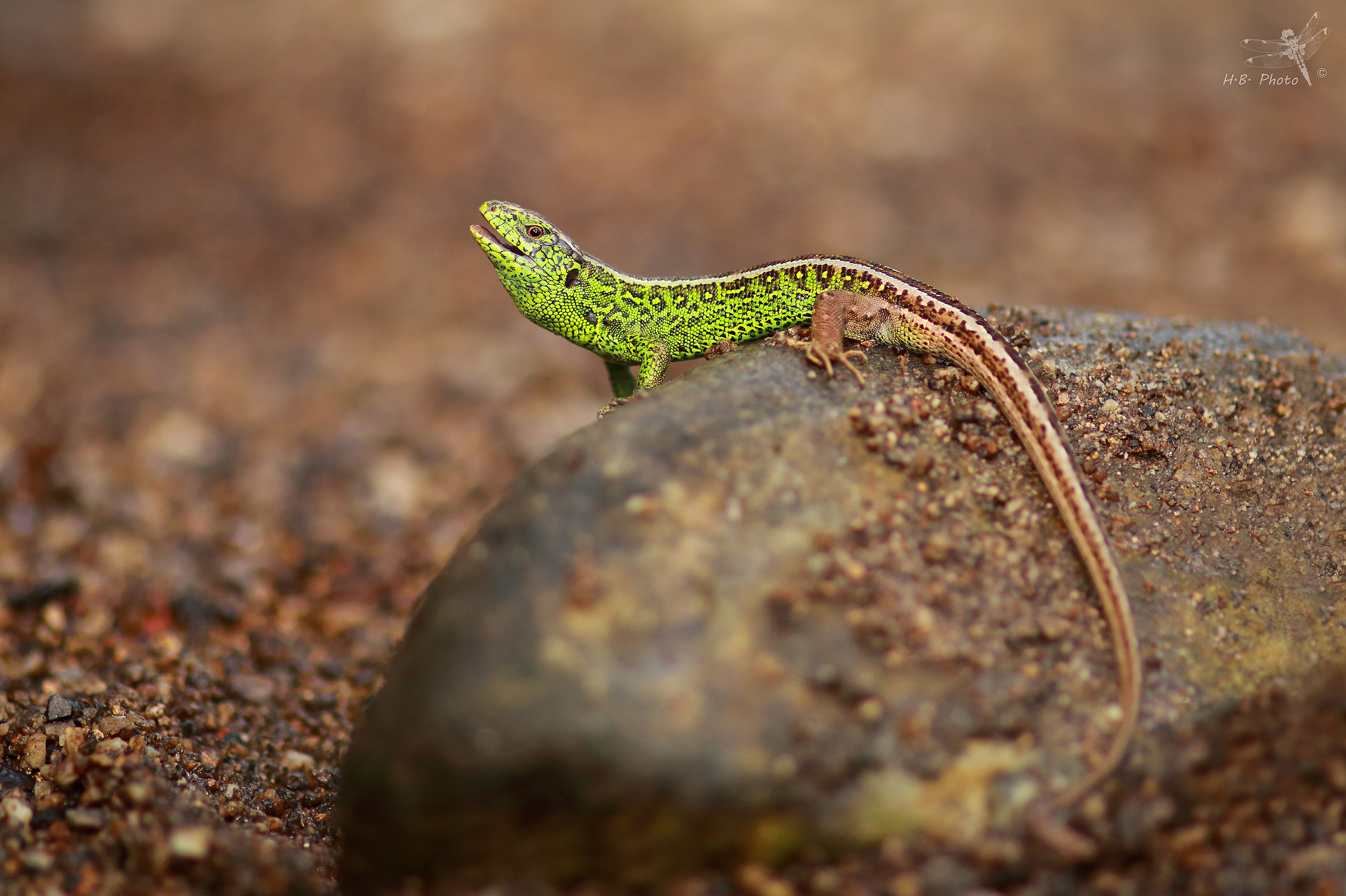 Lacerta agilis, uomo