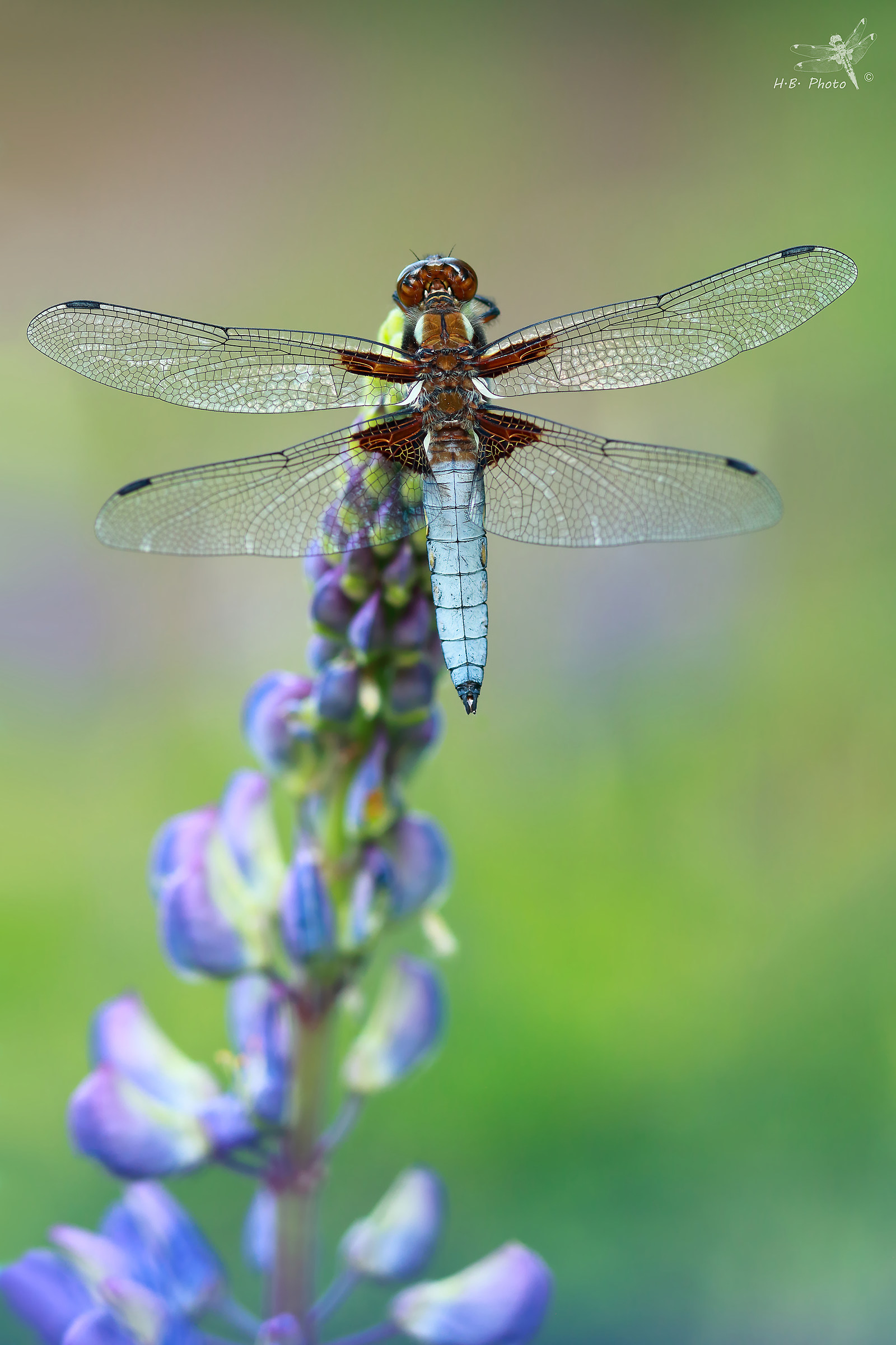 Libellula depressa, uomo