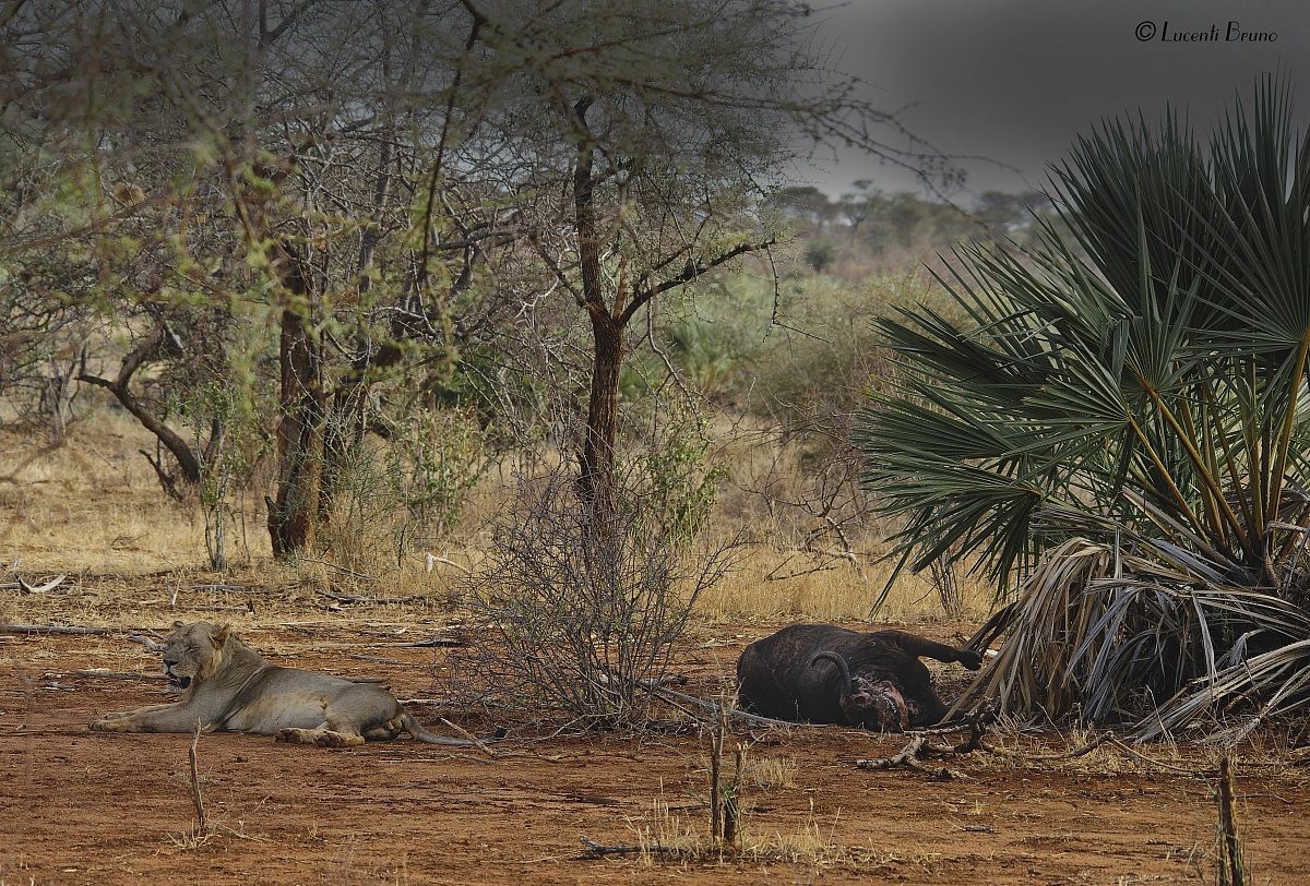 guardia alla dispensa